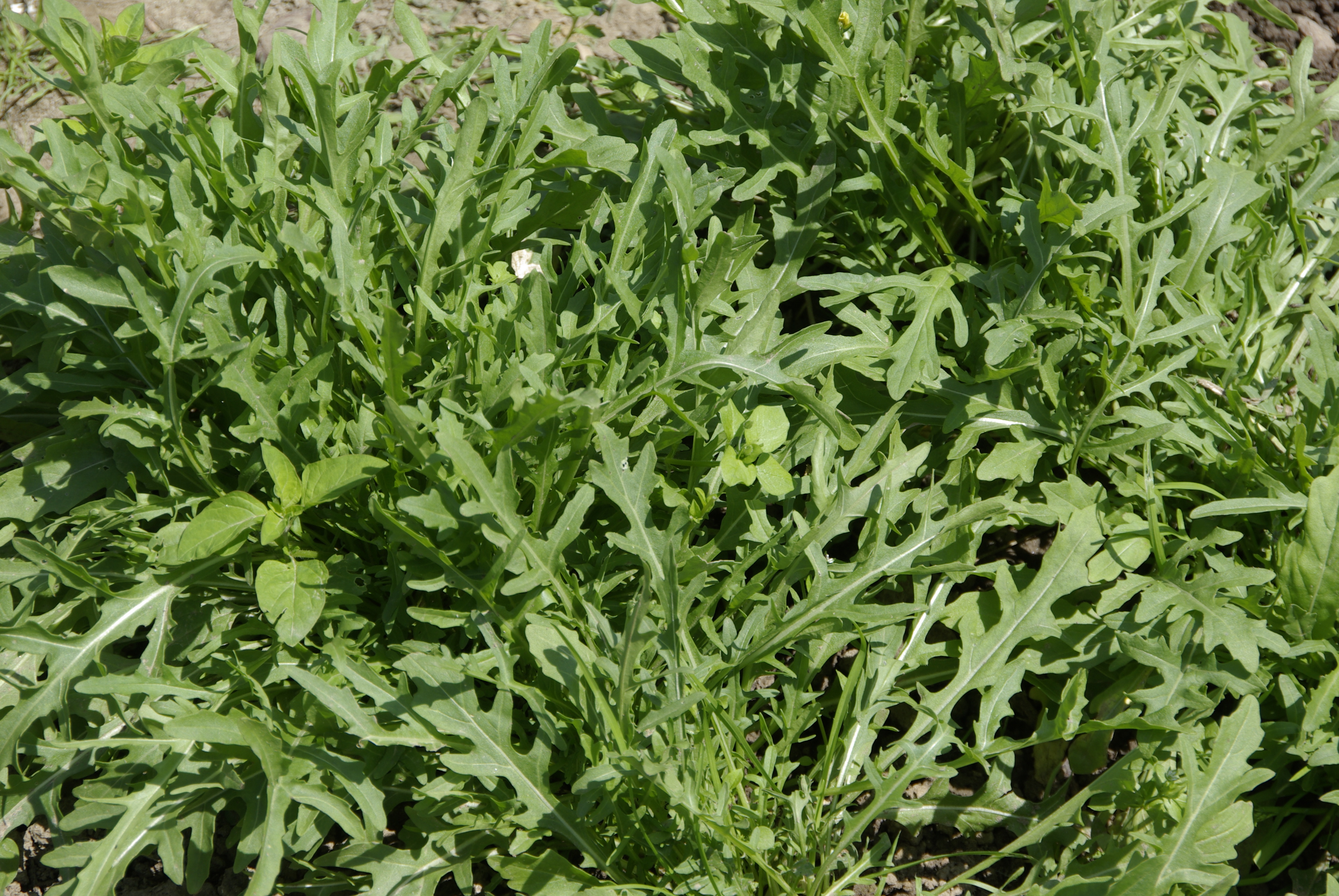 Schmalblättrige Rucola