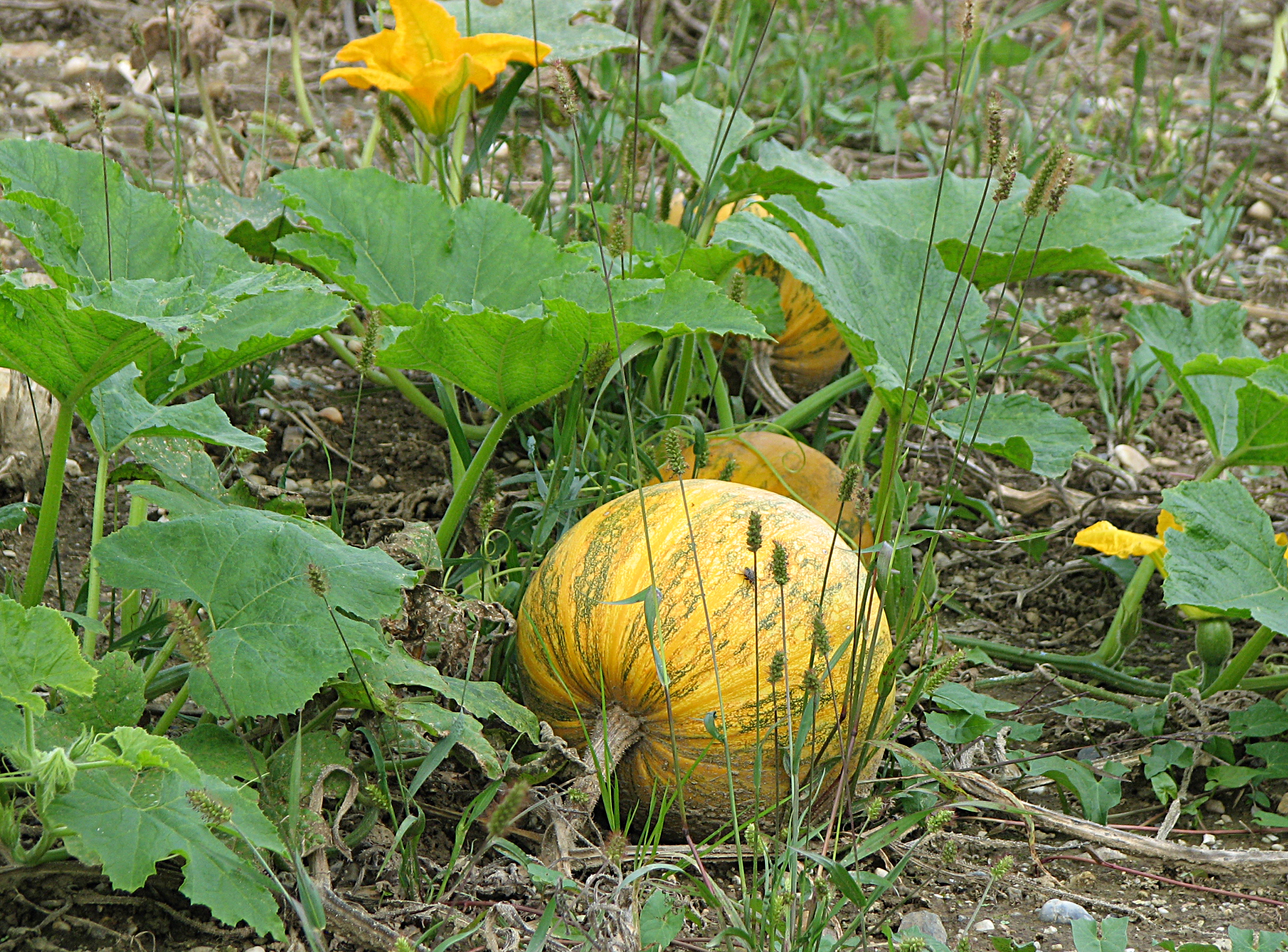 Steirischer Ölkürbis