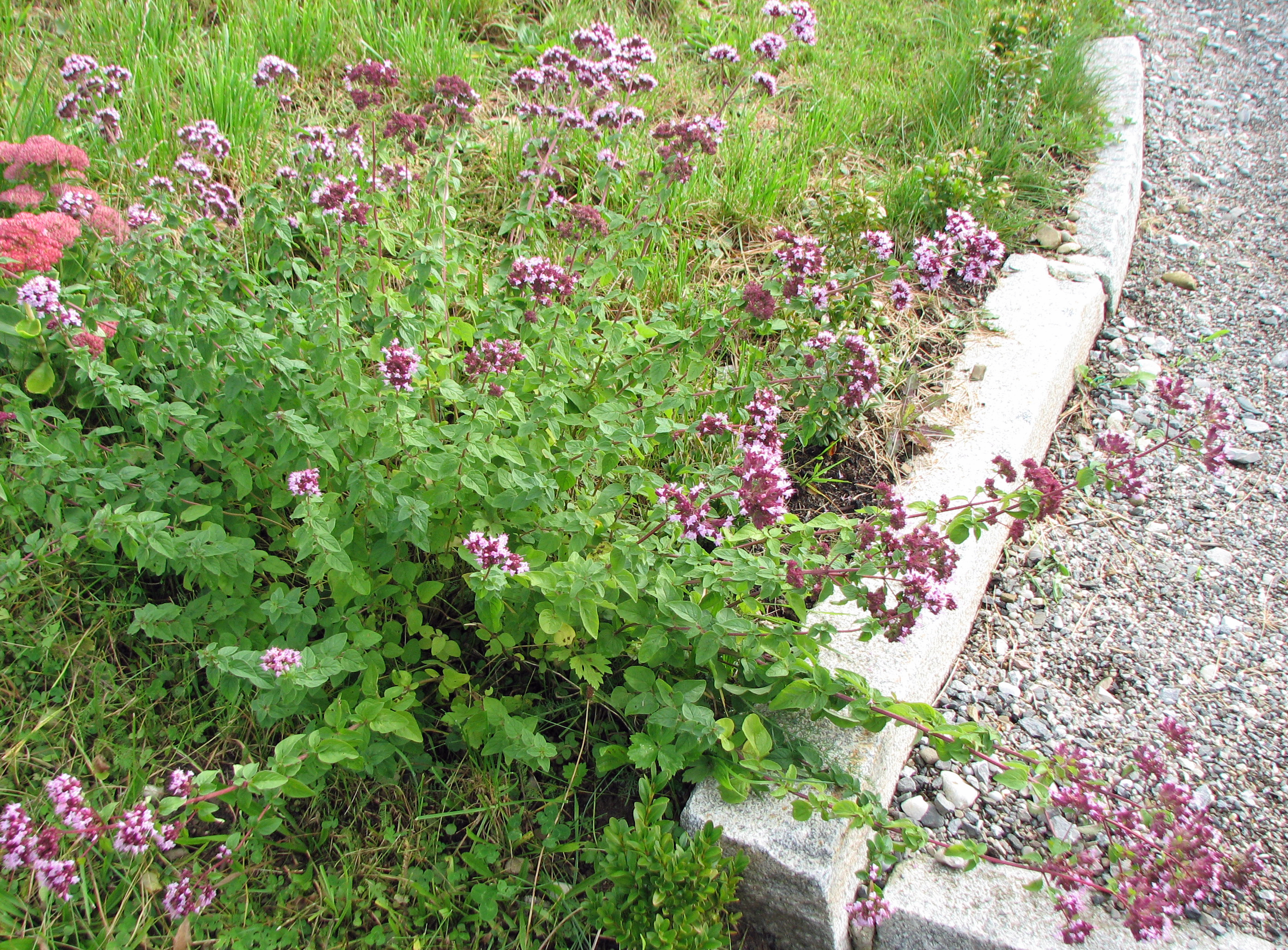 Oregano