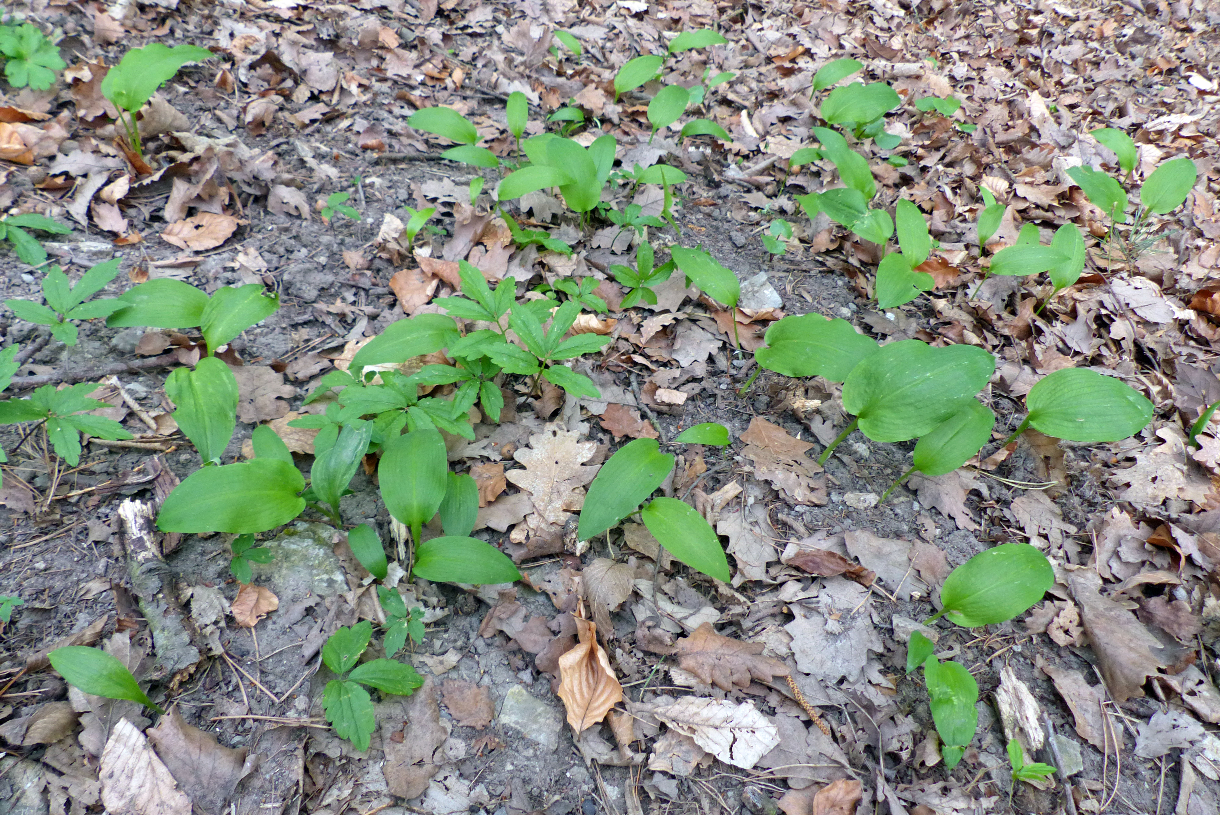 Zwiebeltragende Zahnwurz