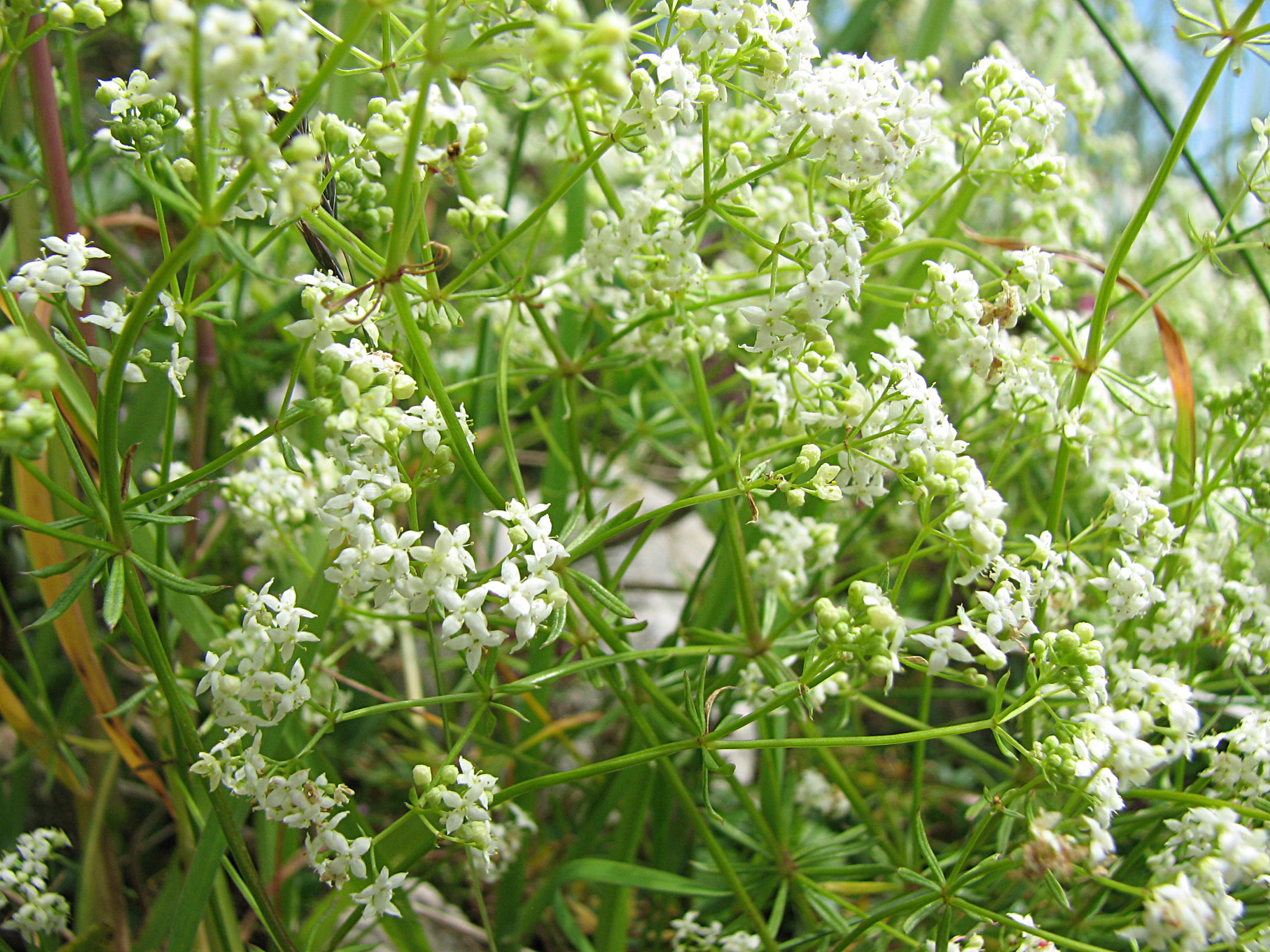 Alpenlabkraut