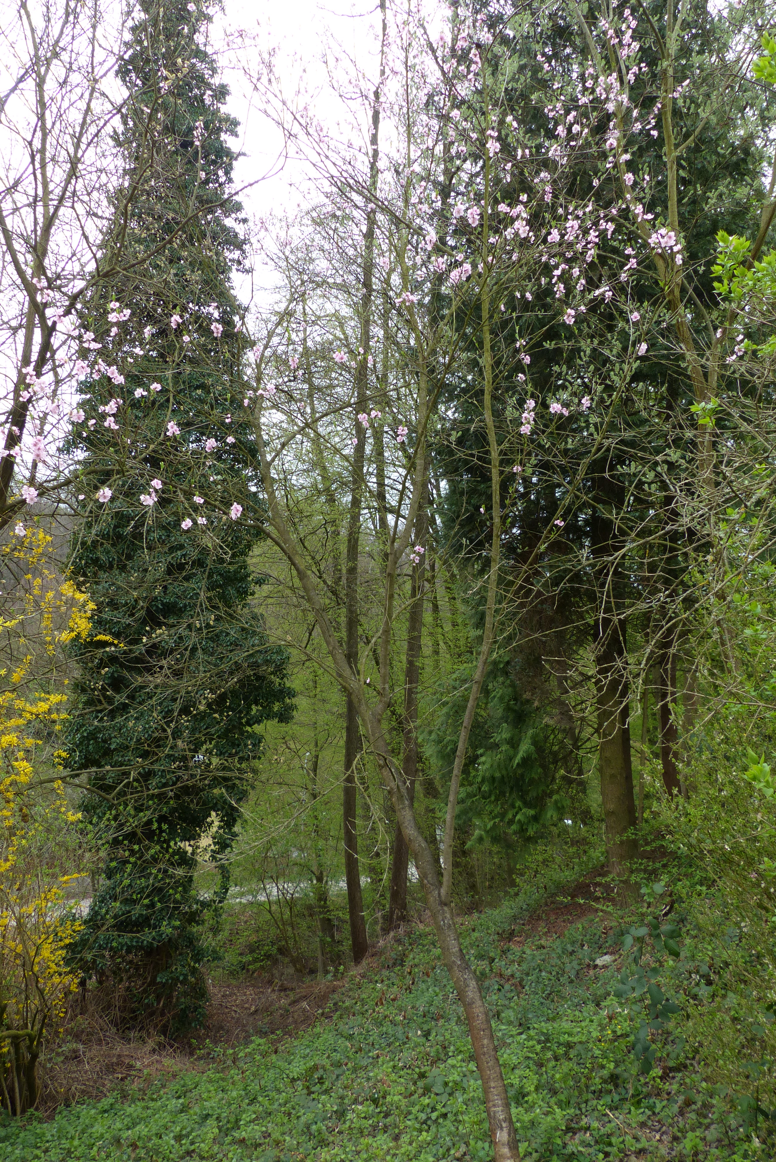 Pfirsich und Nektarine