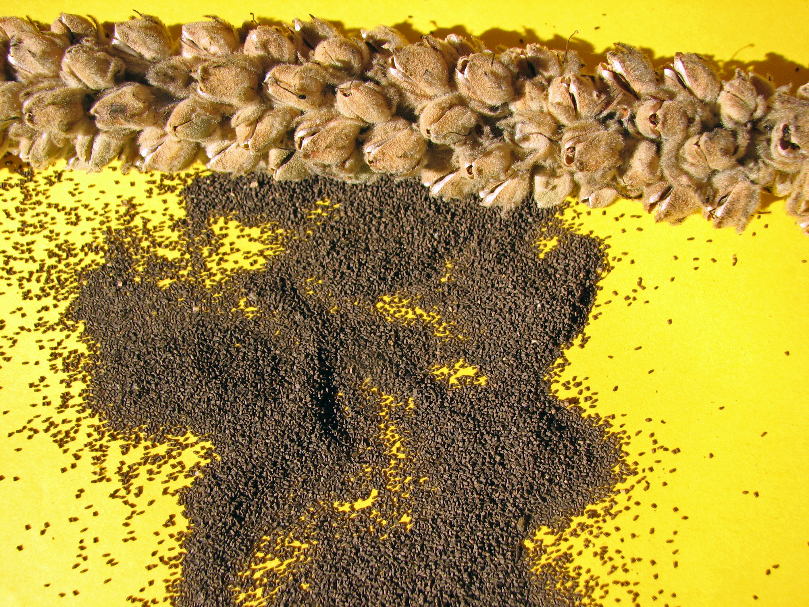 Kleinblütige Königskerze