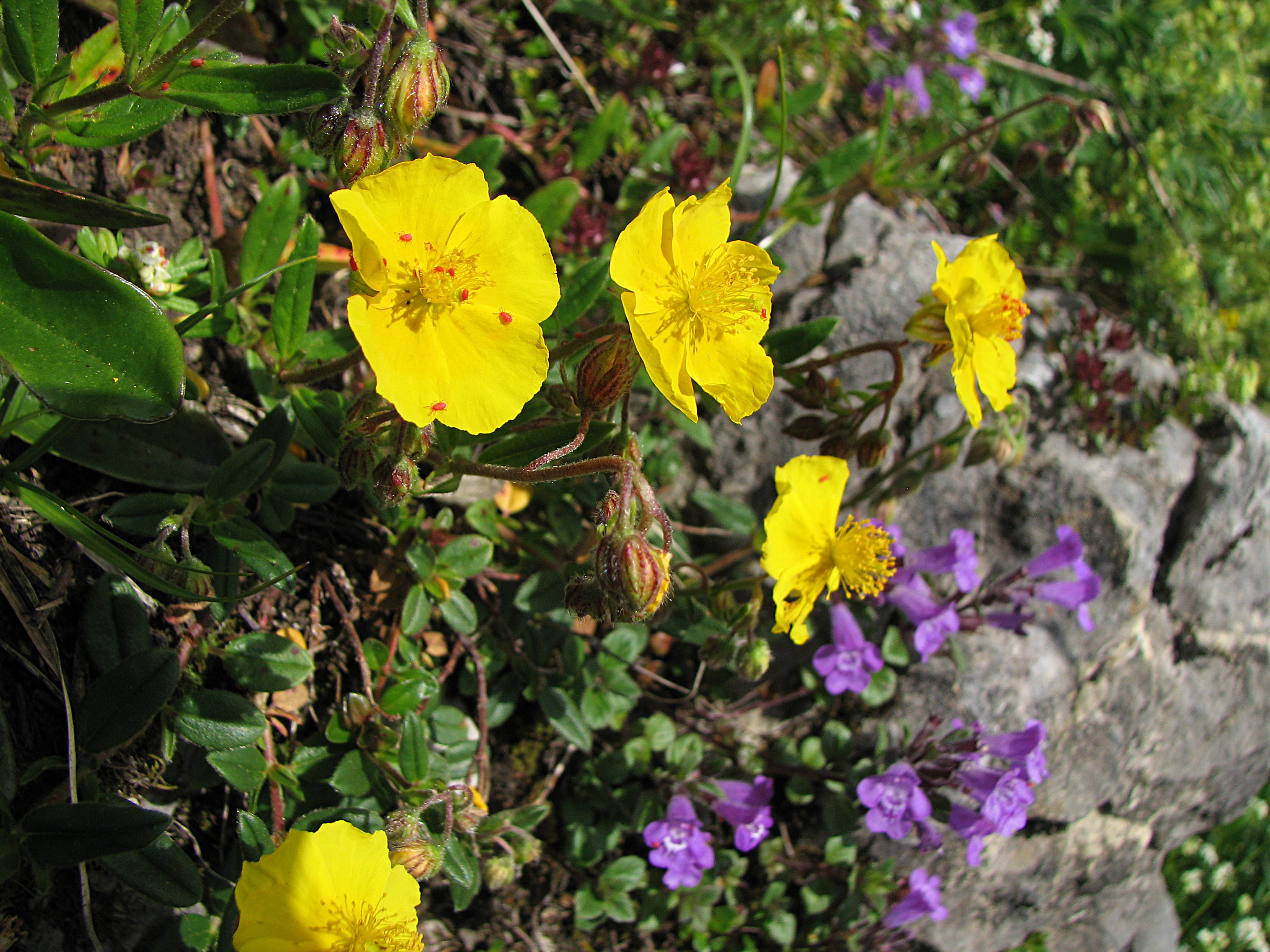 Gelbes Sonnenröschen