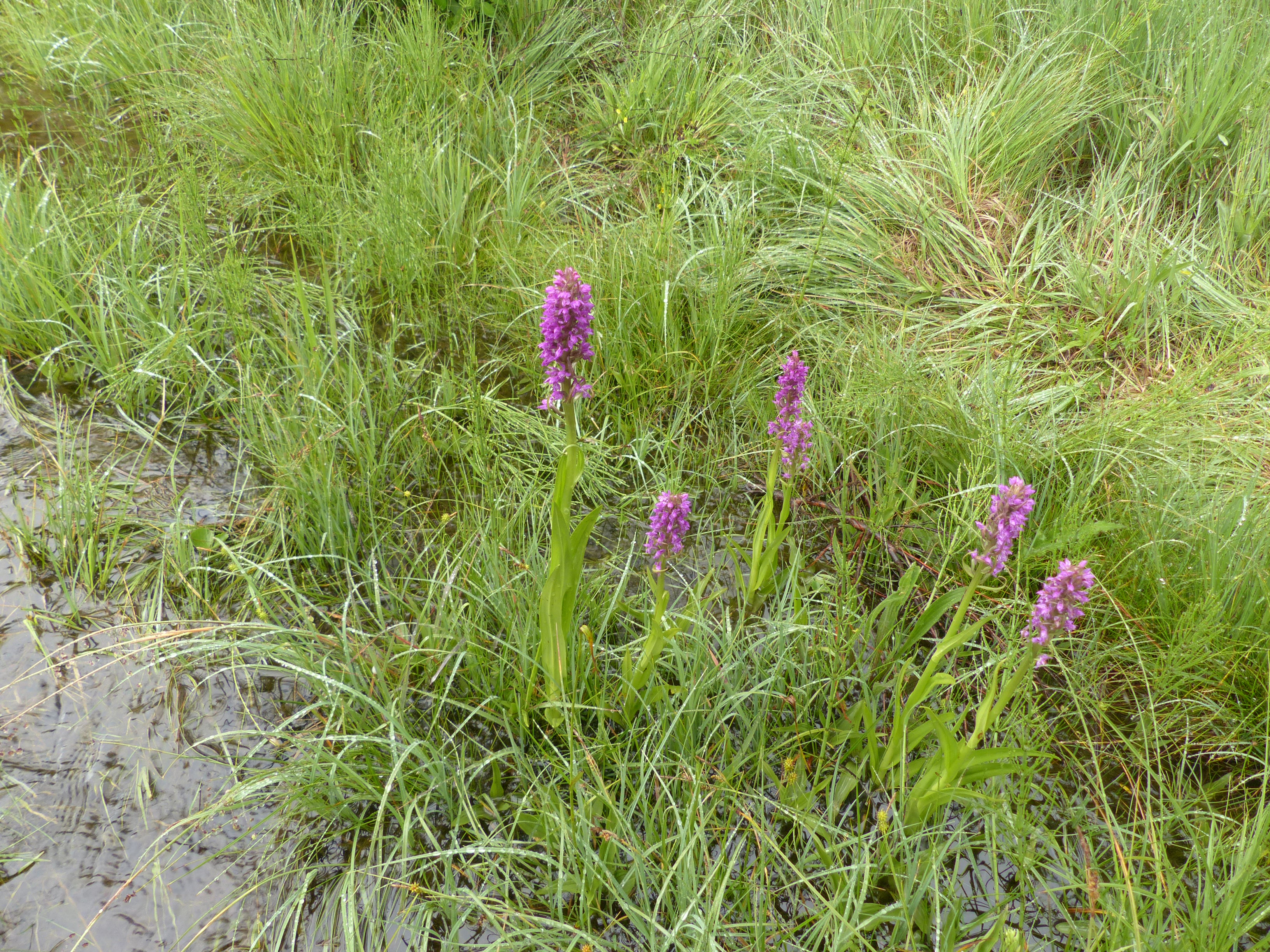 Fleischfarbene Fingerwurz
