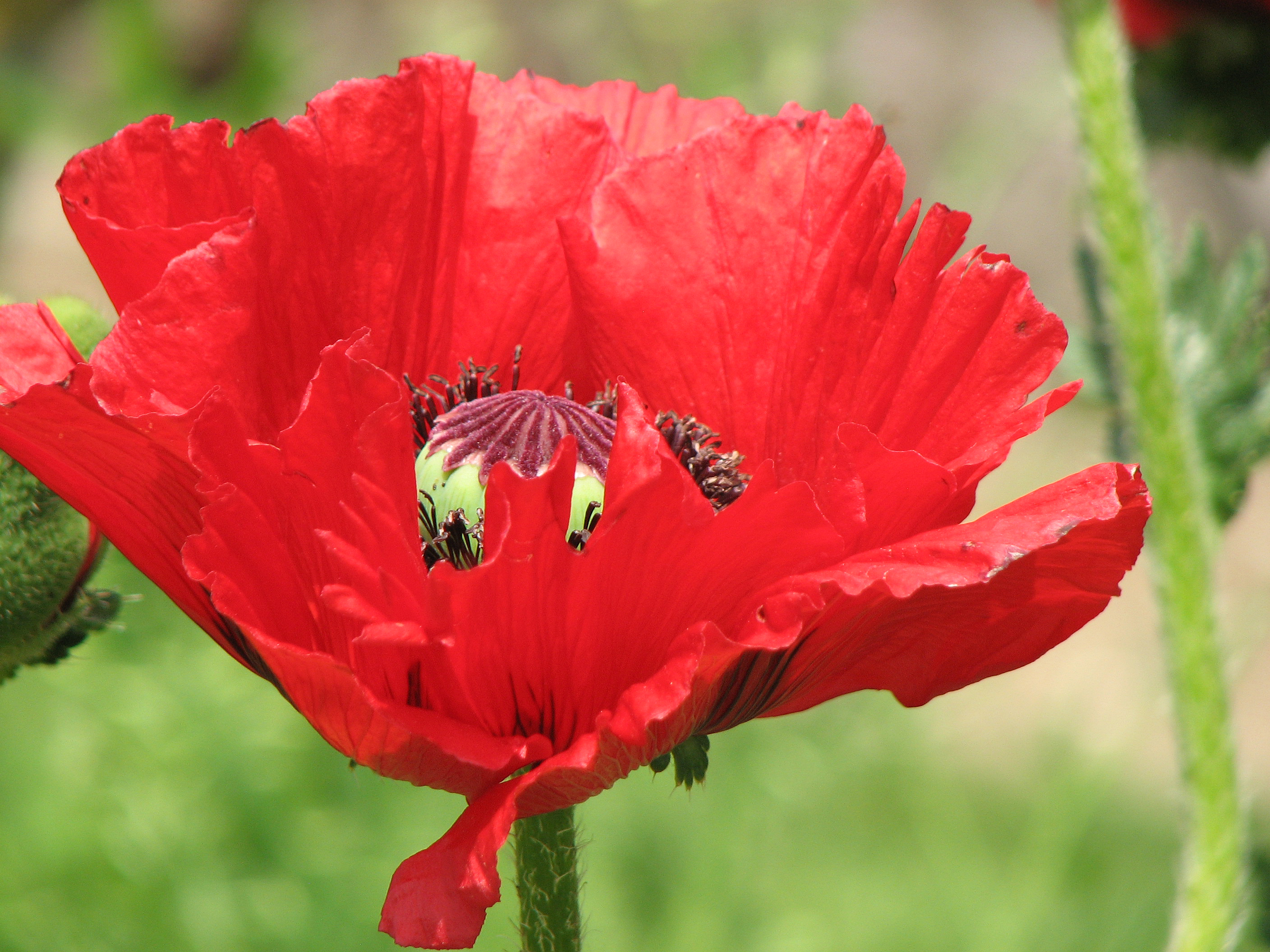 Türkischer Mohn