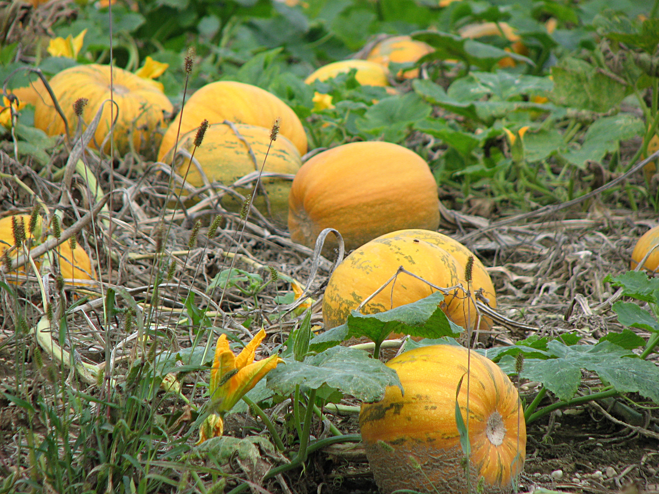 Steirischer Ölkürbis
