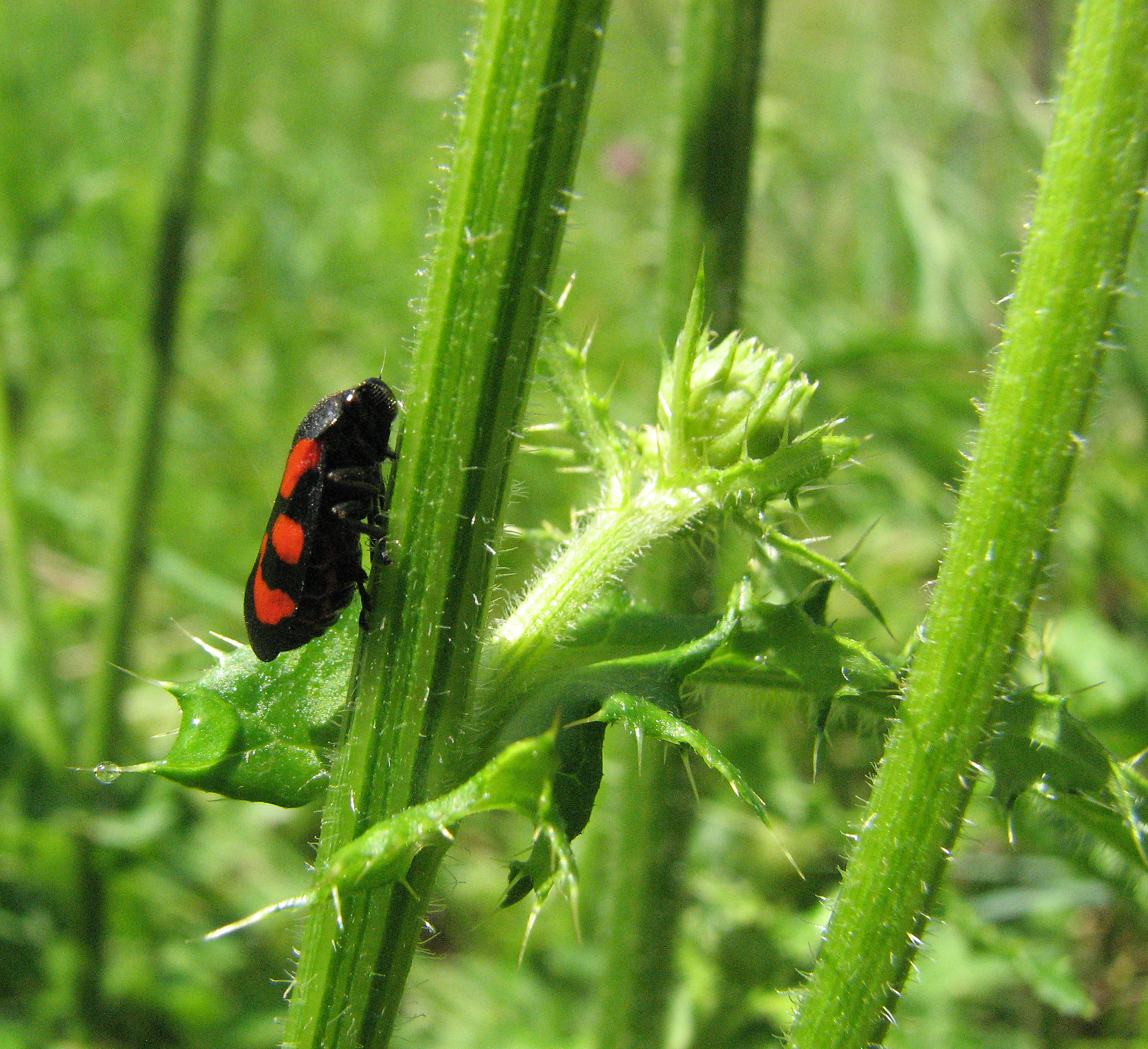 Klebkratzdistel