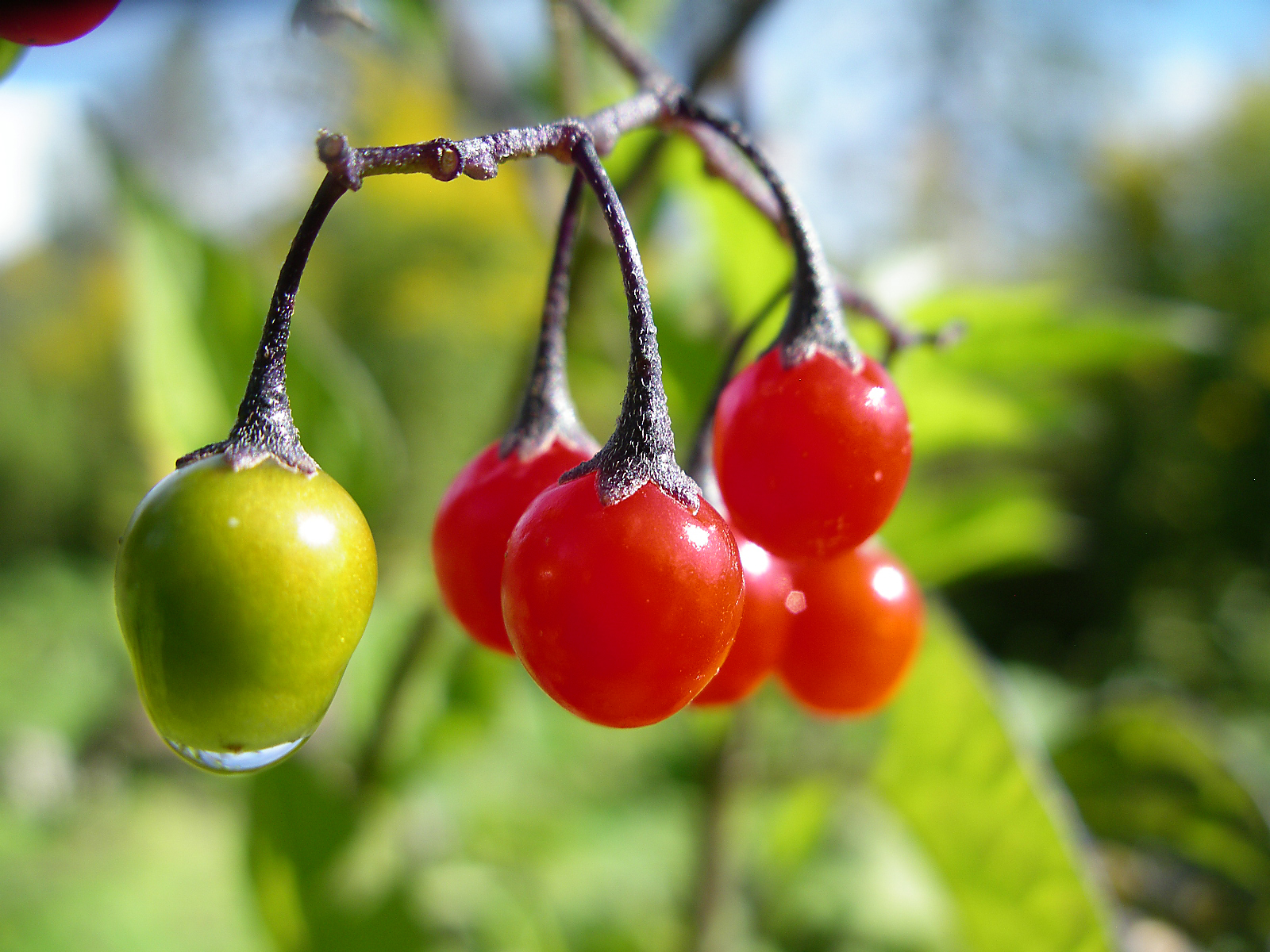 Bittersüßer Nachtschatten