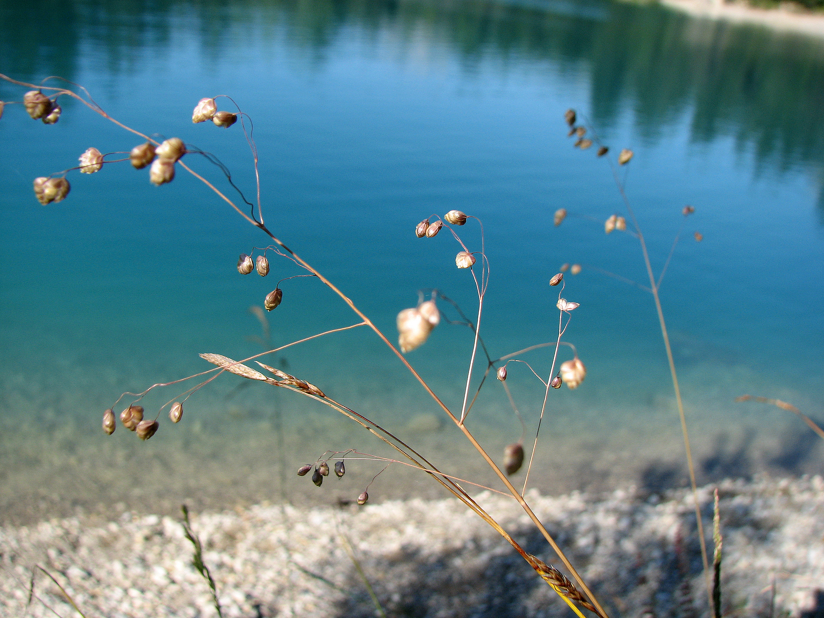 Gewöhnliches Zittergras
