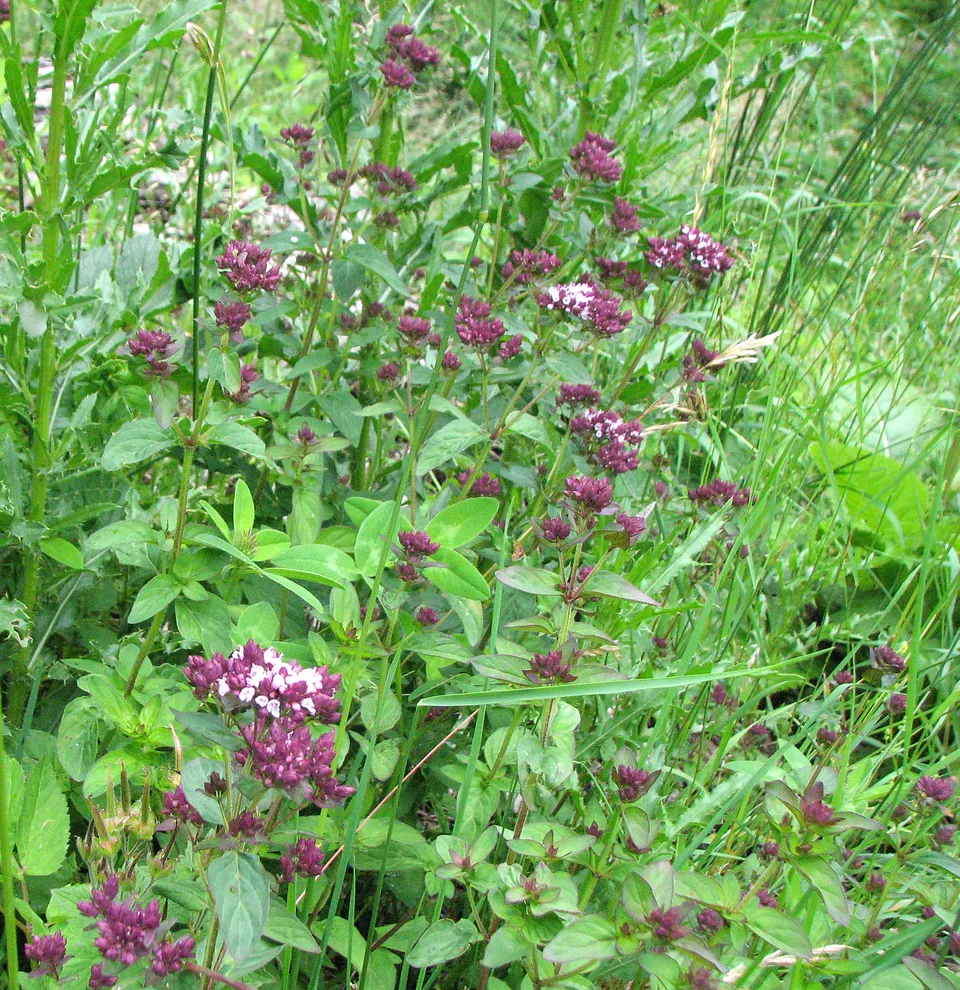 Gewöhnlicher Echter Dost