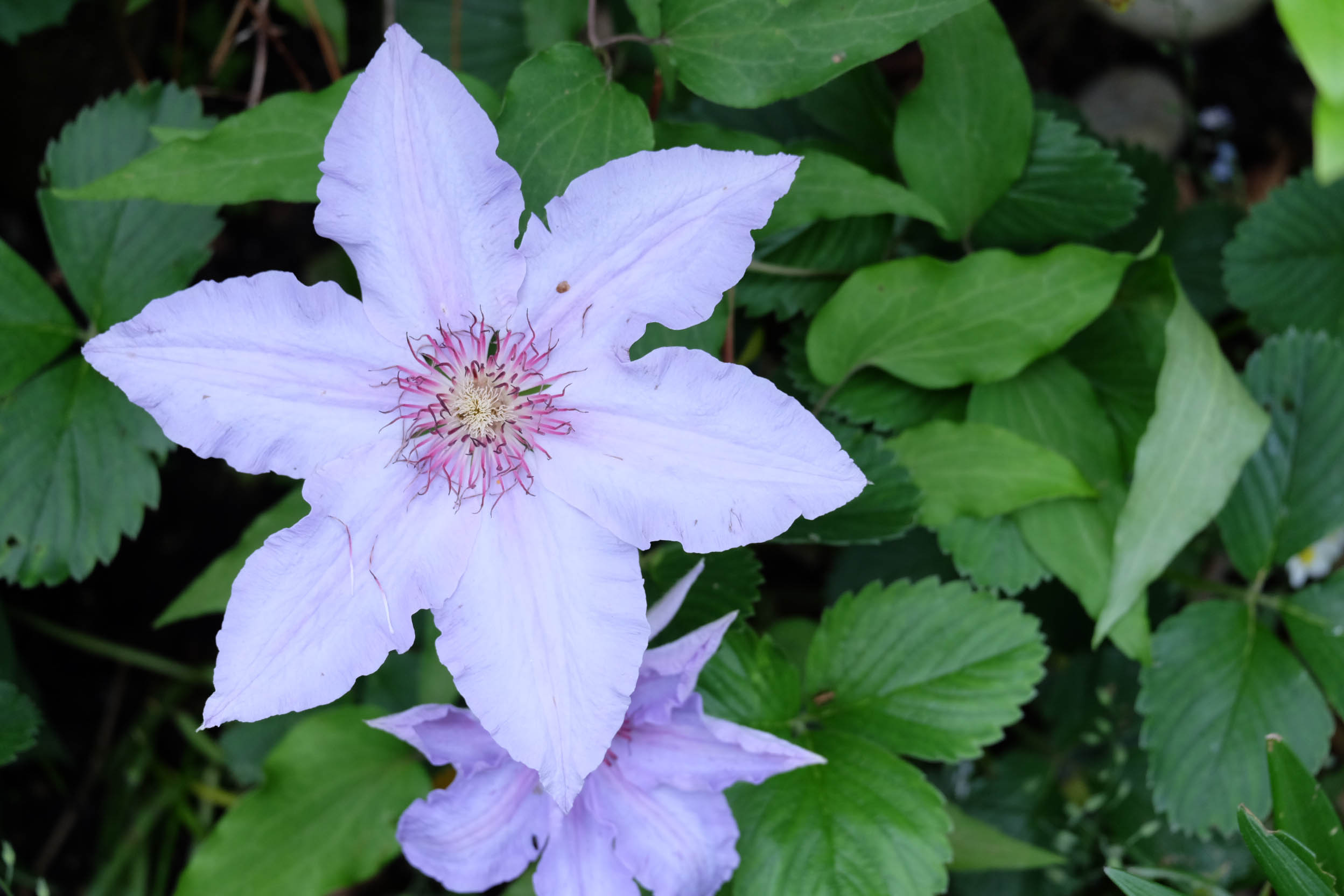 Clematis