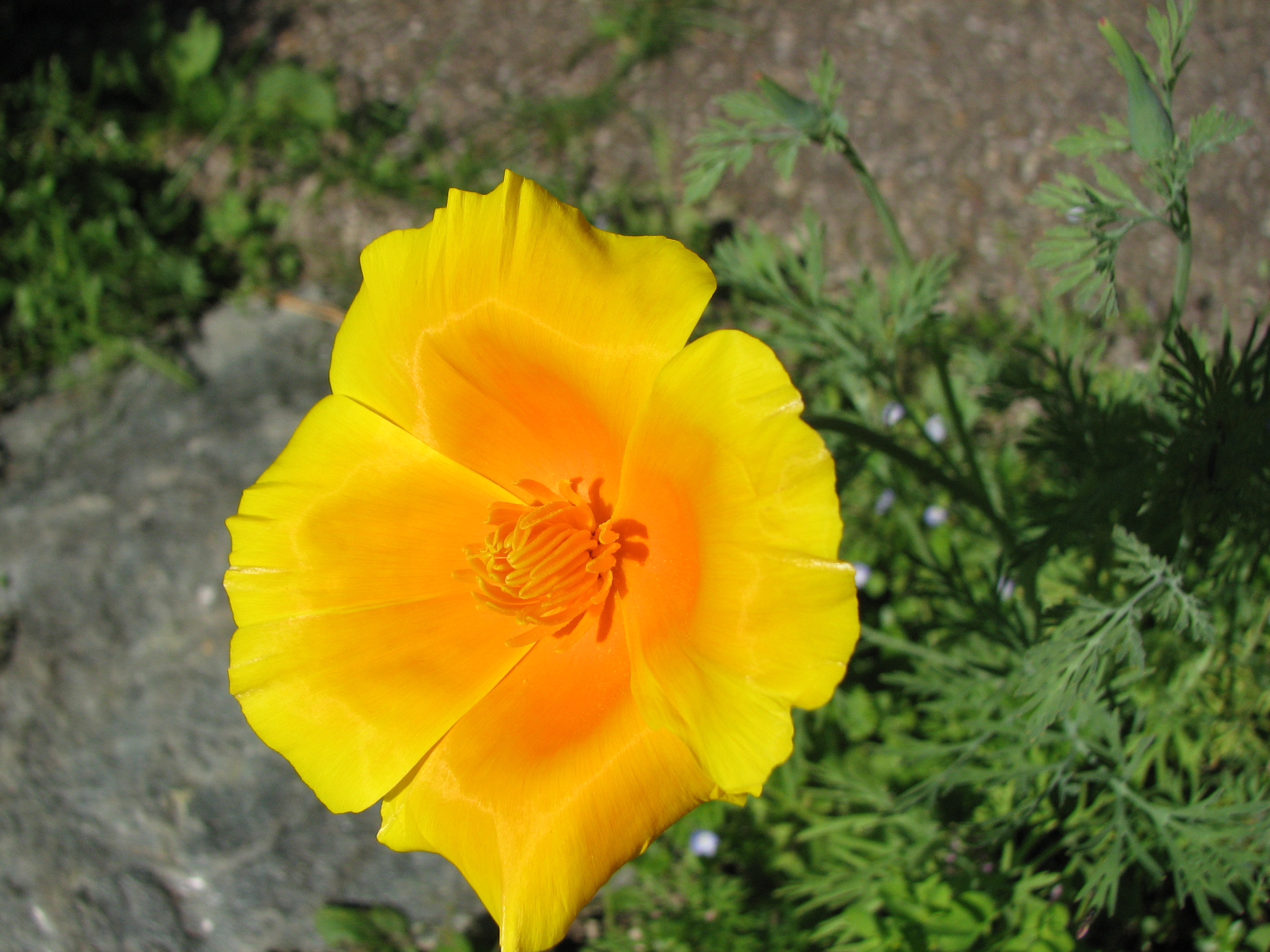 Goldmohn