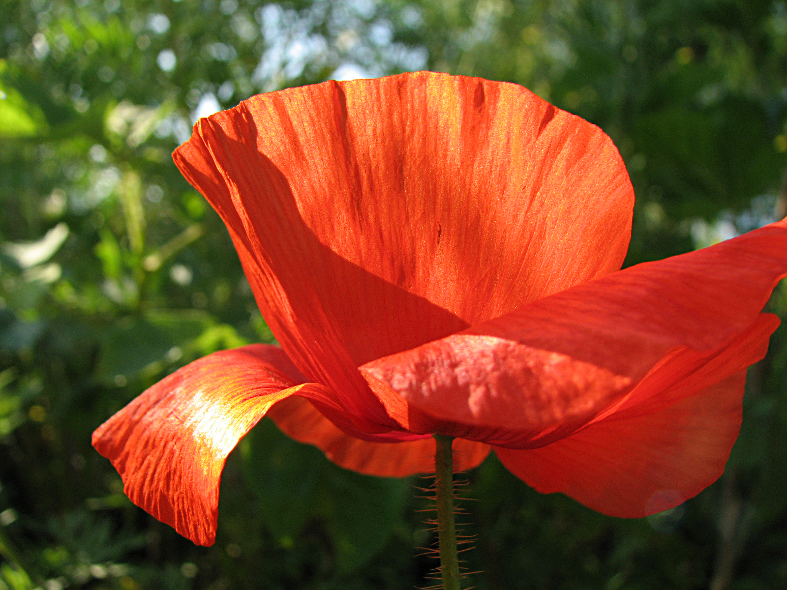 Klatschmohn