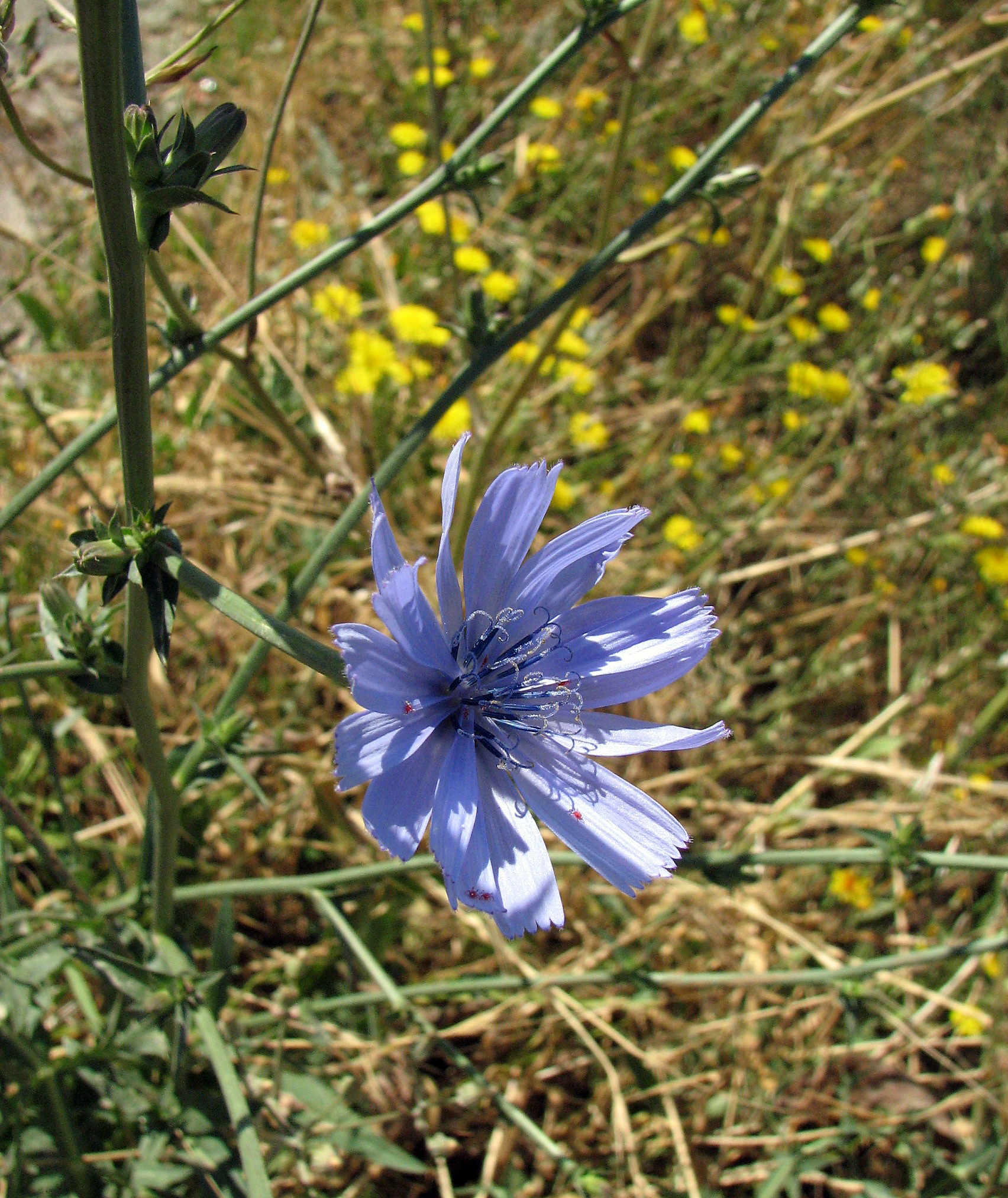 Gewöhnliche Wegwarte