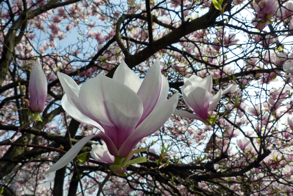 Tulpenmagnolie