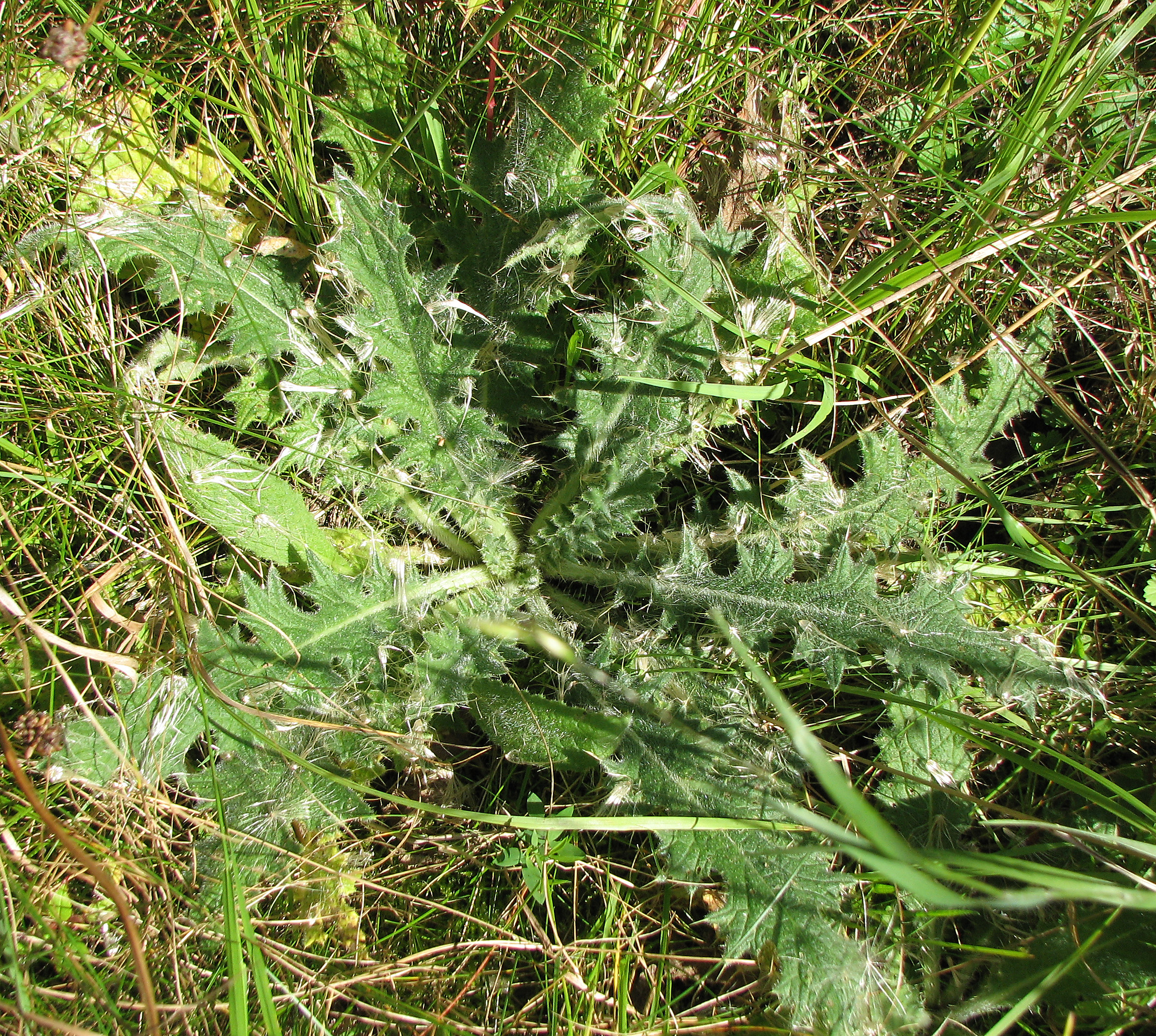 Alpenkratzdistel