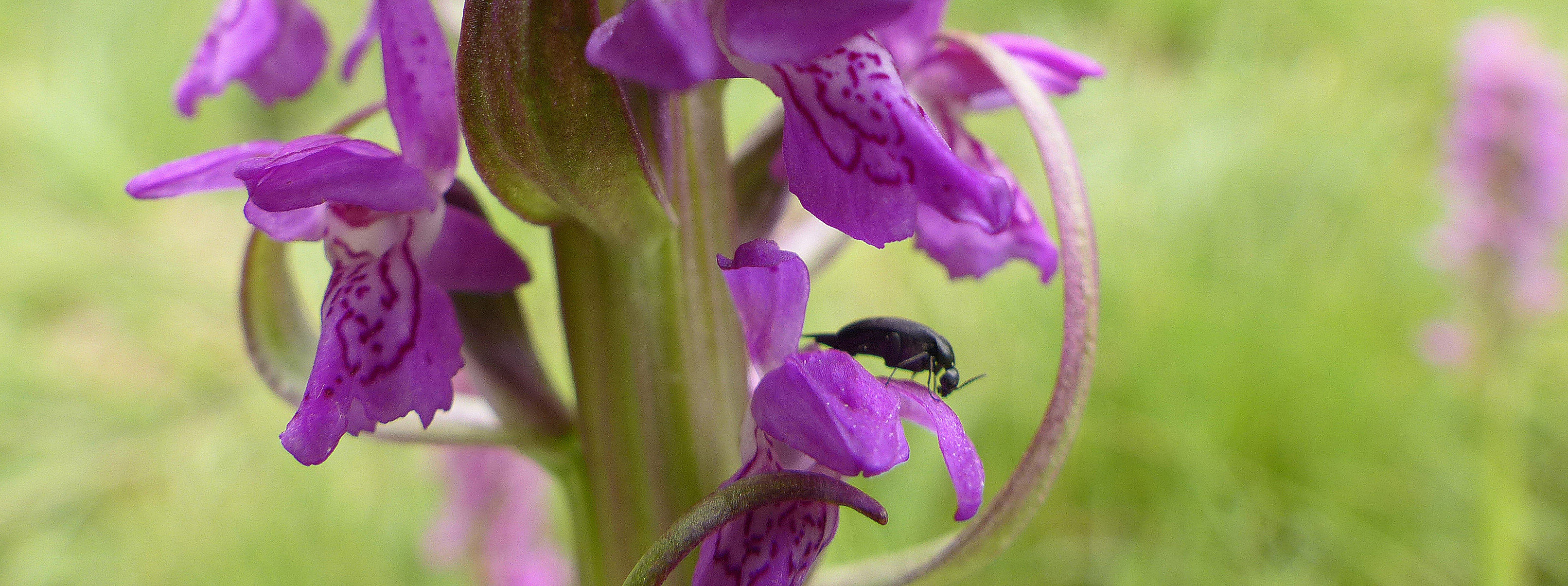 Fleischfarbene Fingerwurz