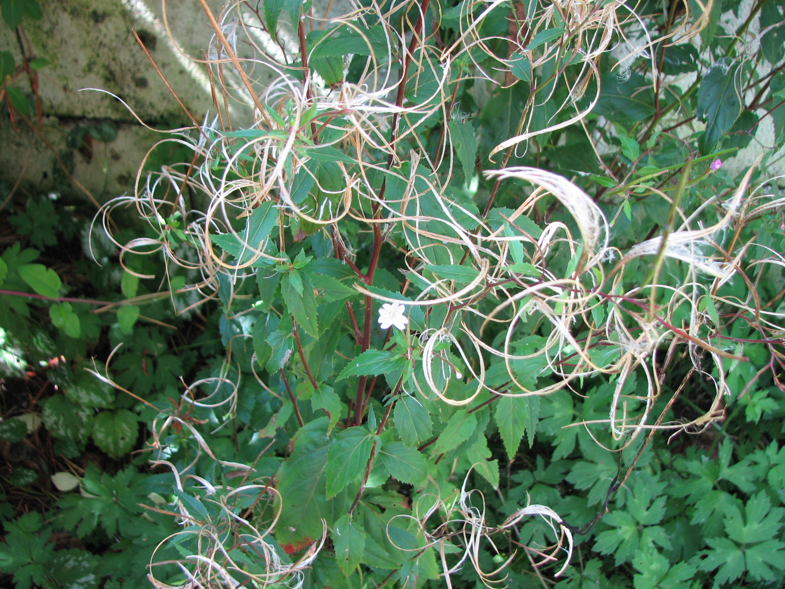 Kleinblütiges Weidenröschen