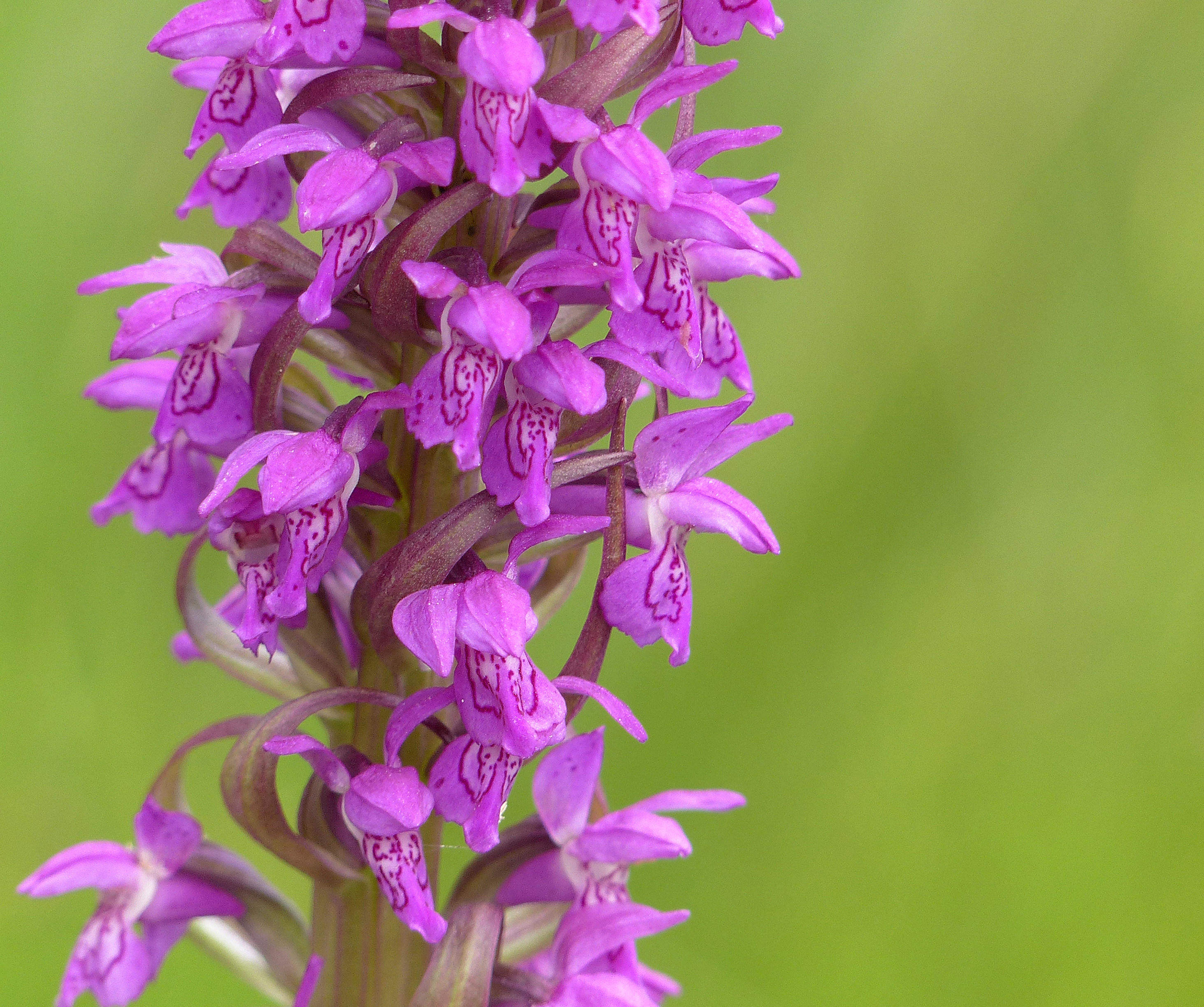 Fleischfarbene Fingerwurz