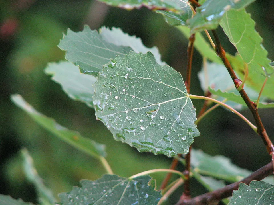 Pappeltee, Pappeltinktur