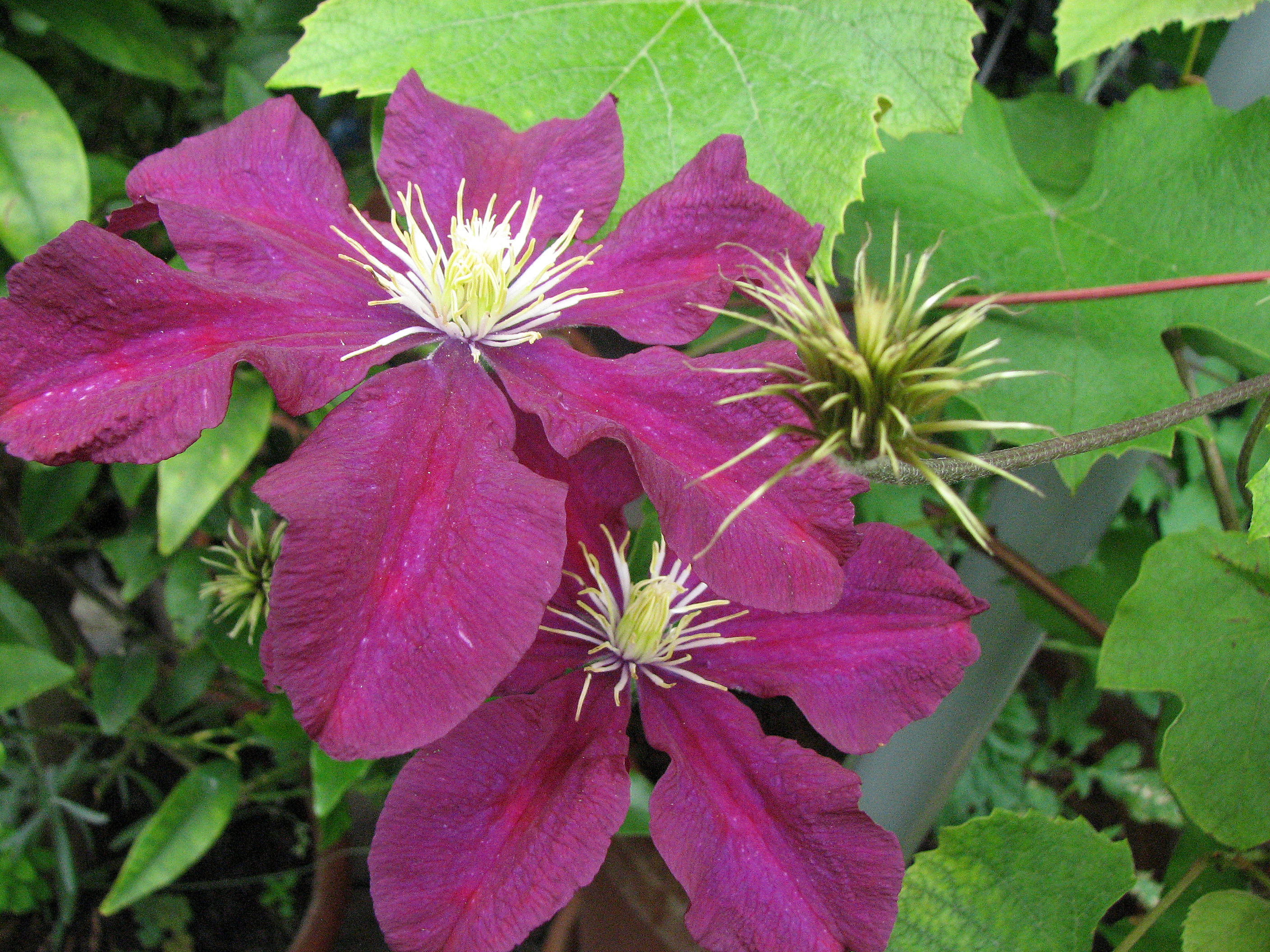 Clematis