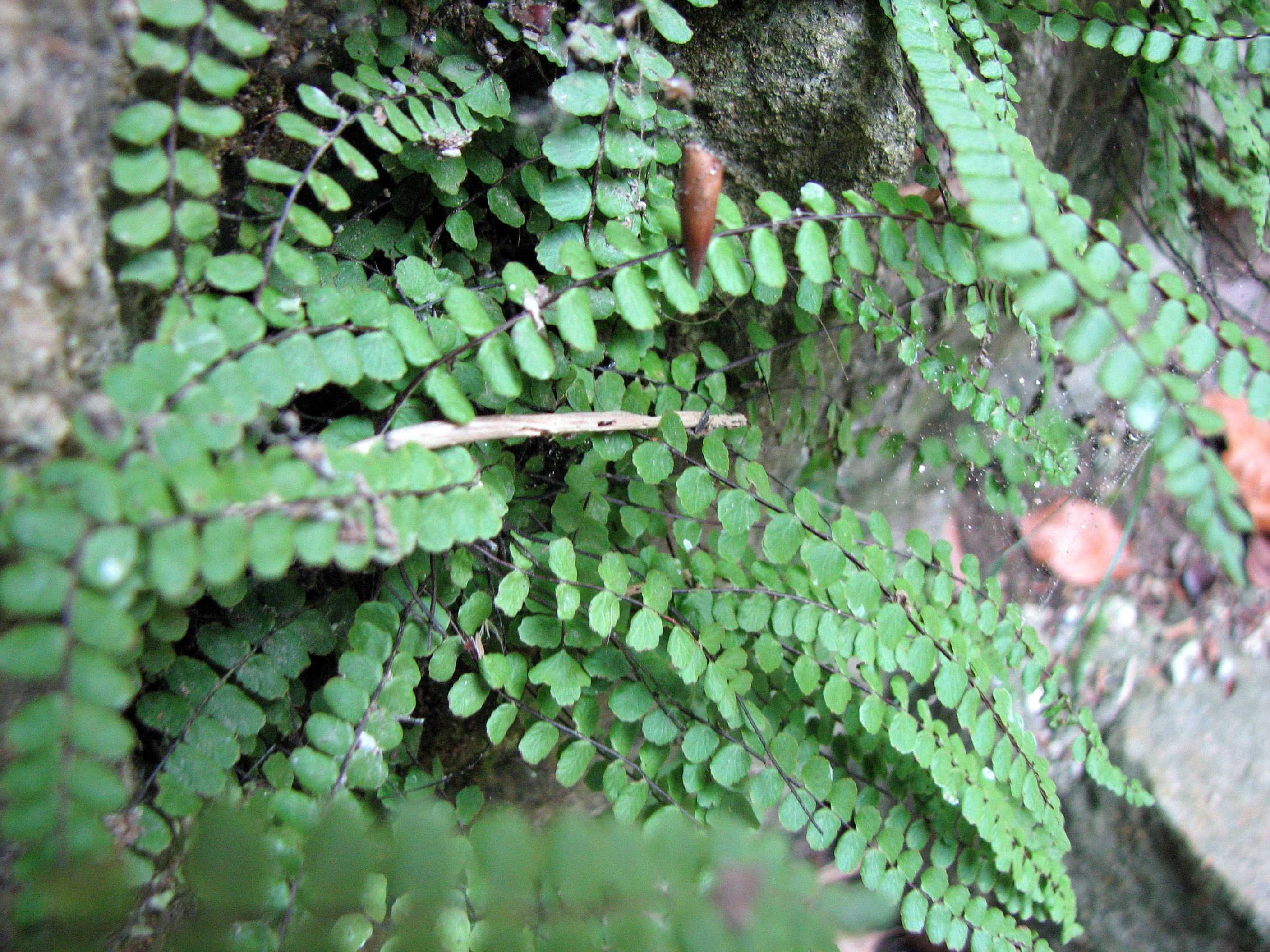 Braunstieliger Streifenfarn