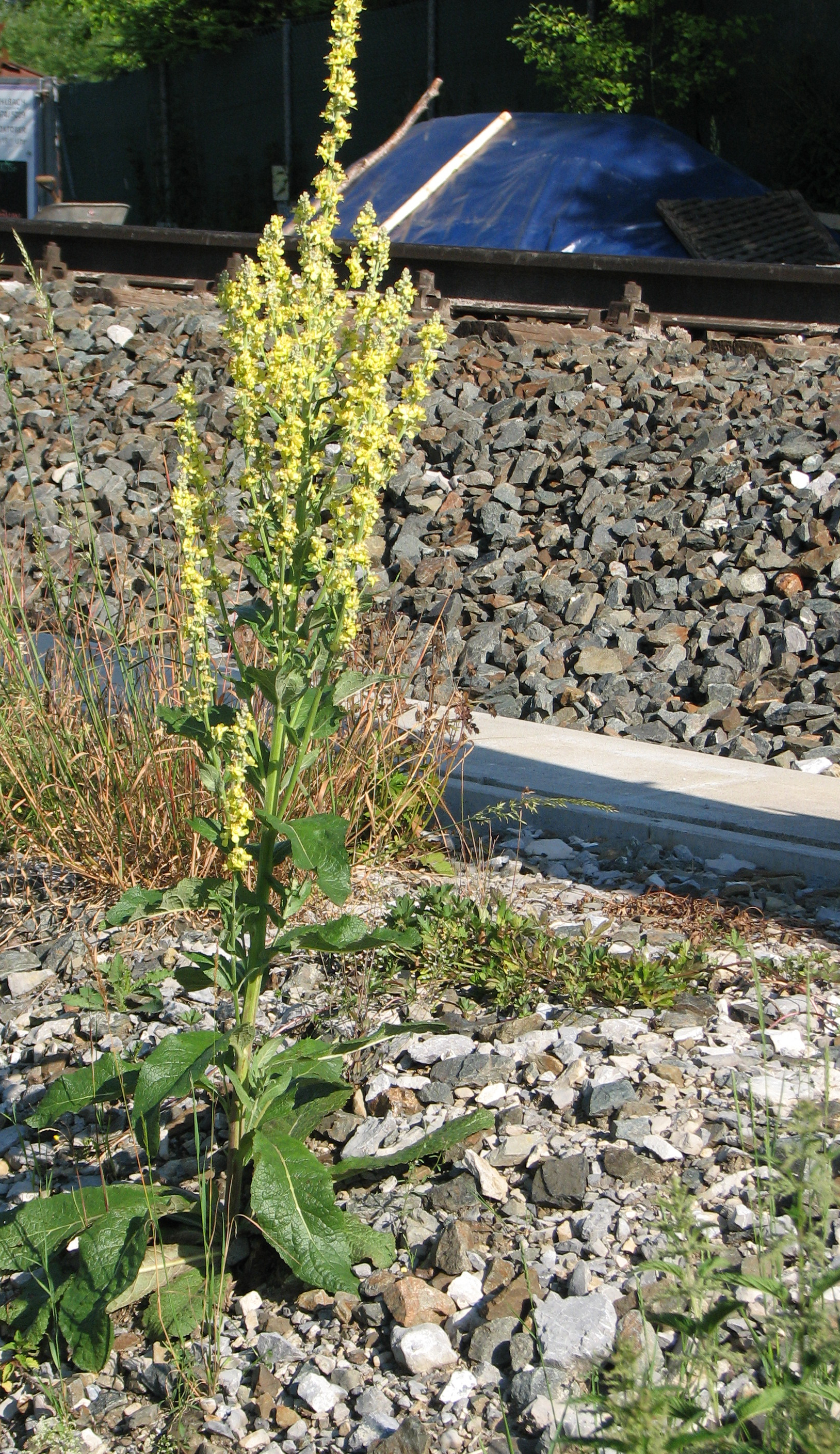 Mehlige Königskerze