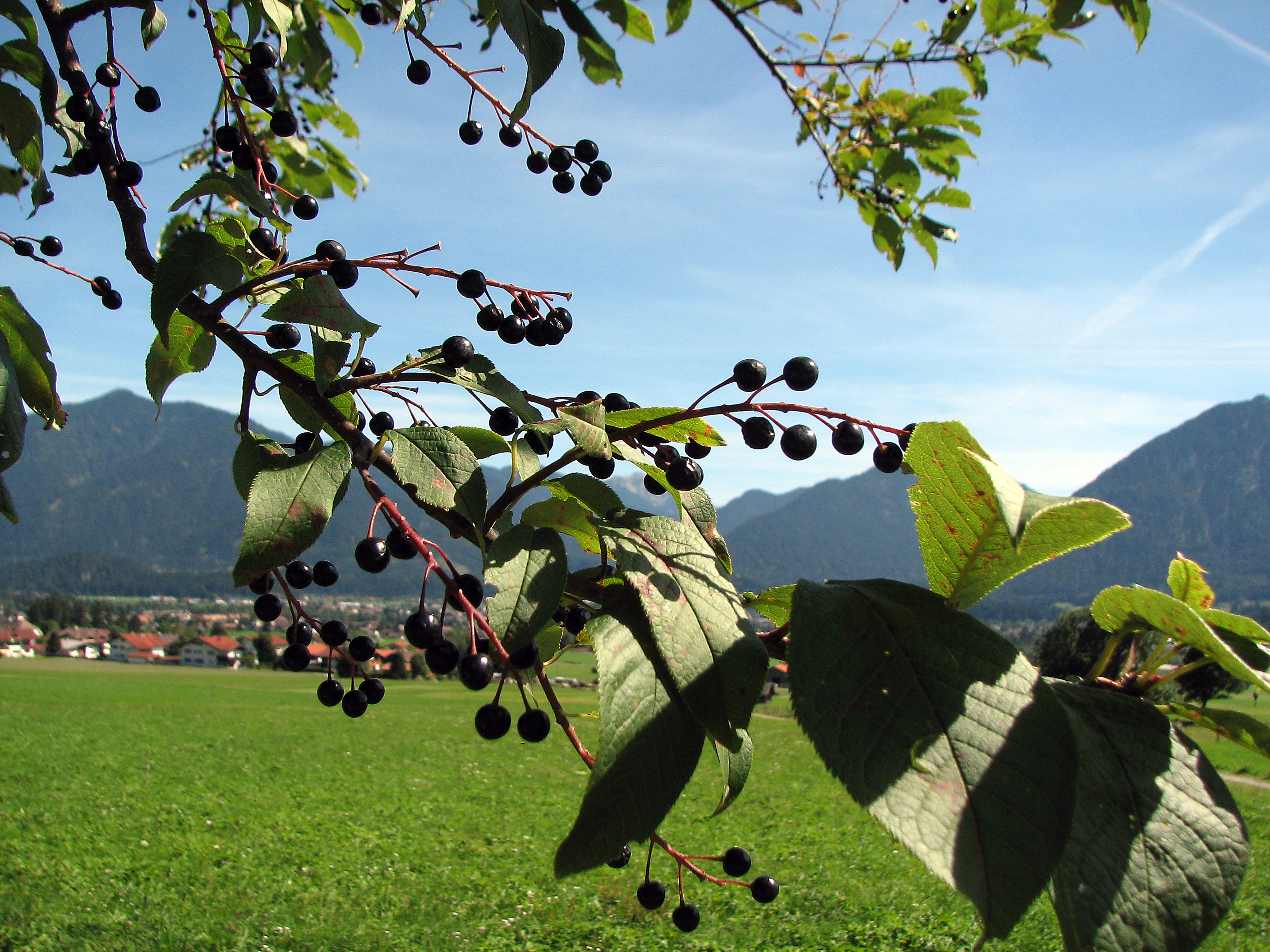 Spätblühende Traubenkirsche