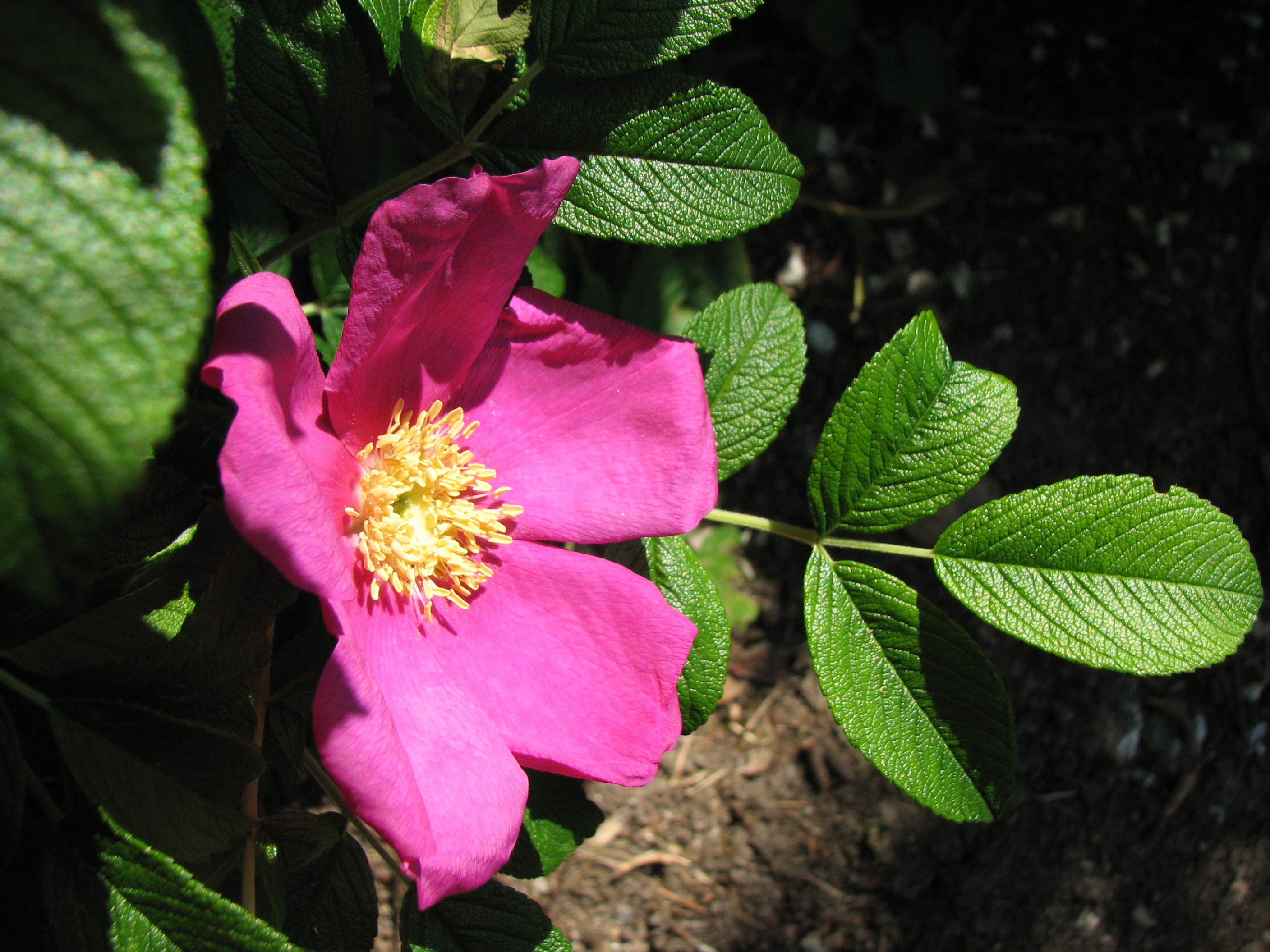 Kartoffelrose-Wildrose