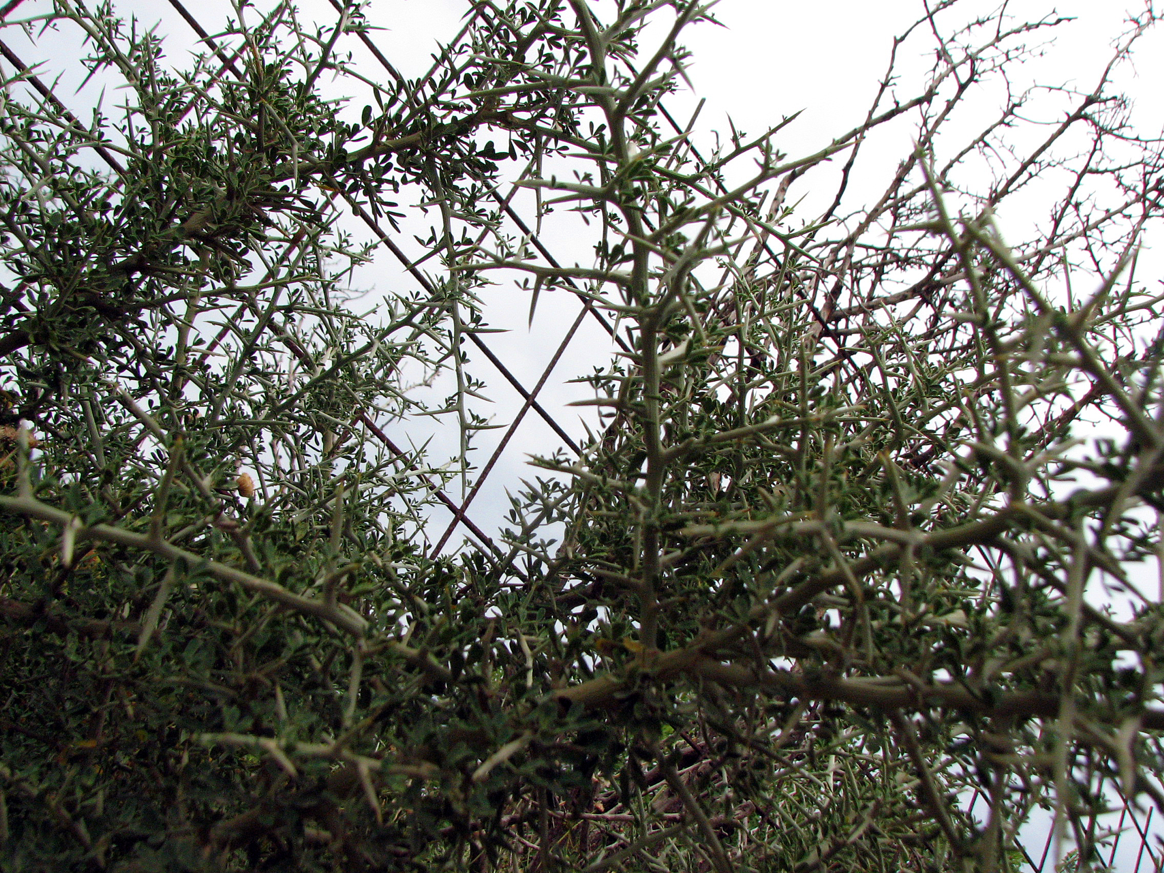 Behaarter Dornginster