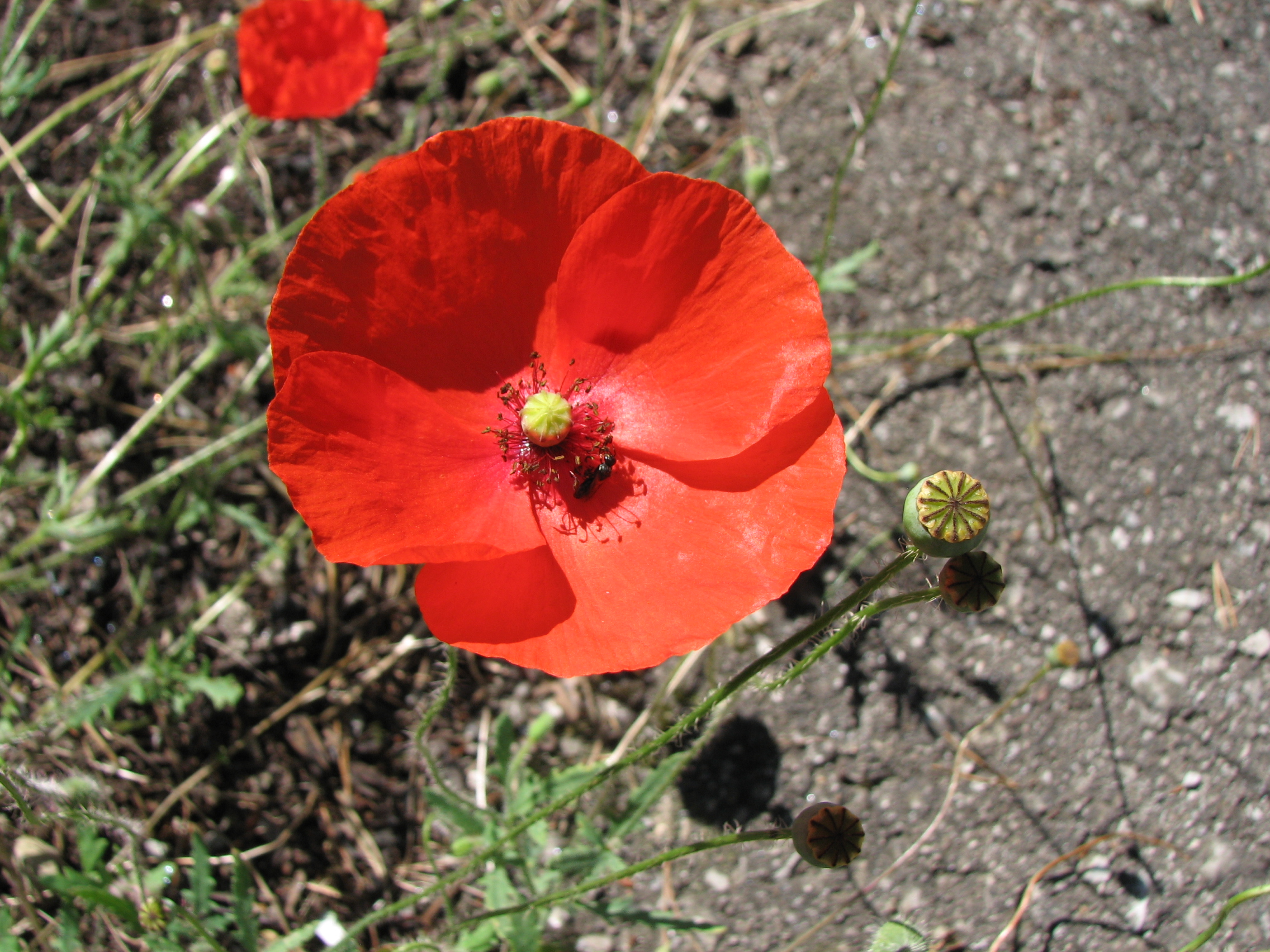 Klatschmohn