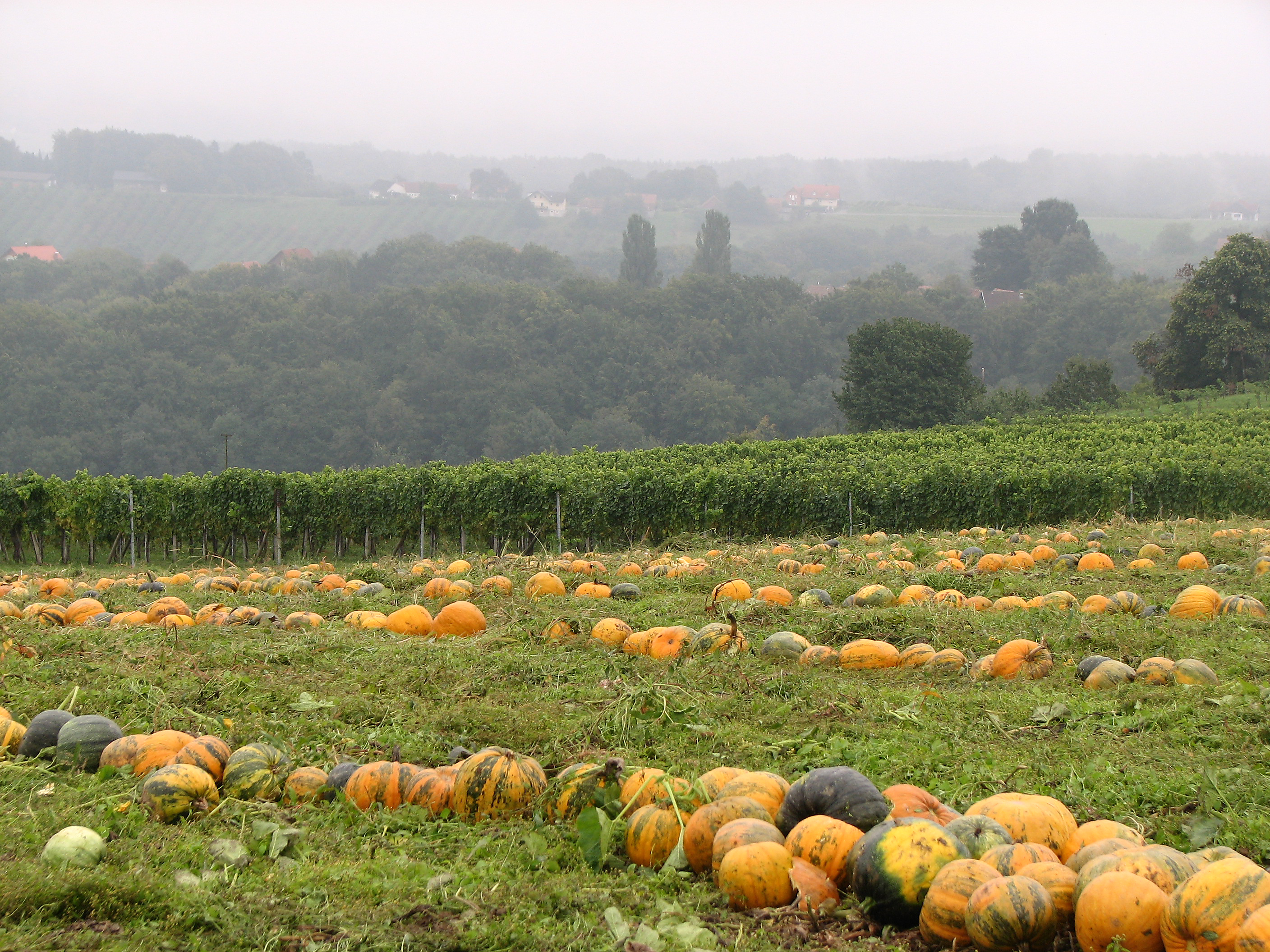 Steirischer Ölkürbis