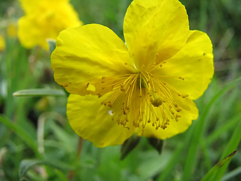 Gelbes Sonnenröschen