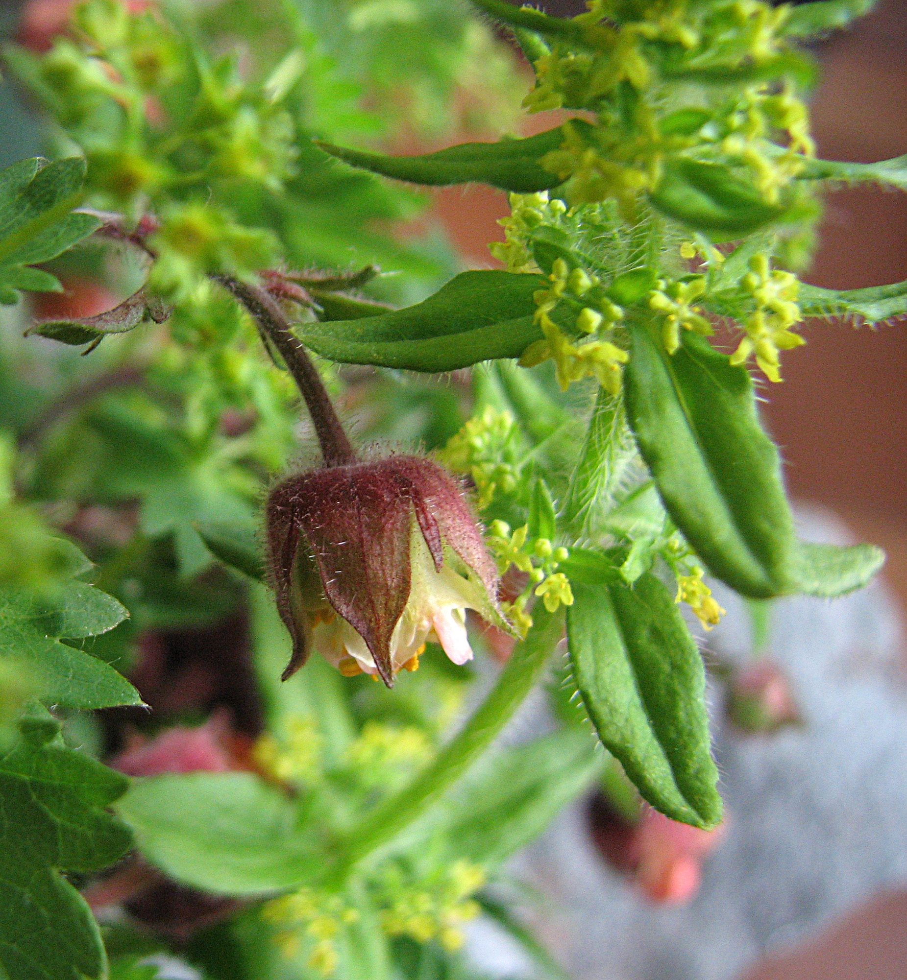 Gewimpertes Kreuzlabkraut