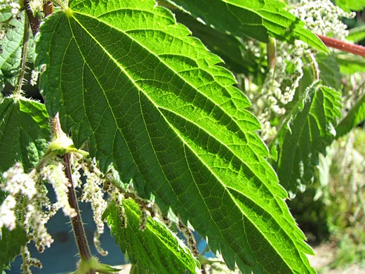 Bedeutungsvolle Pflanzeninhaltsstoffe