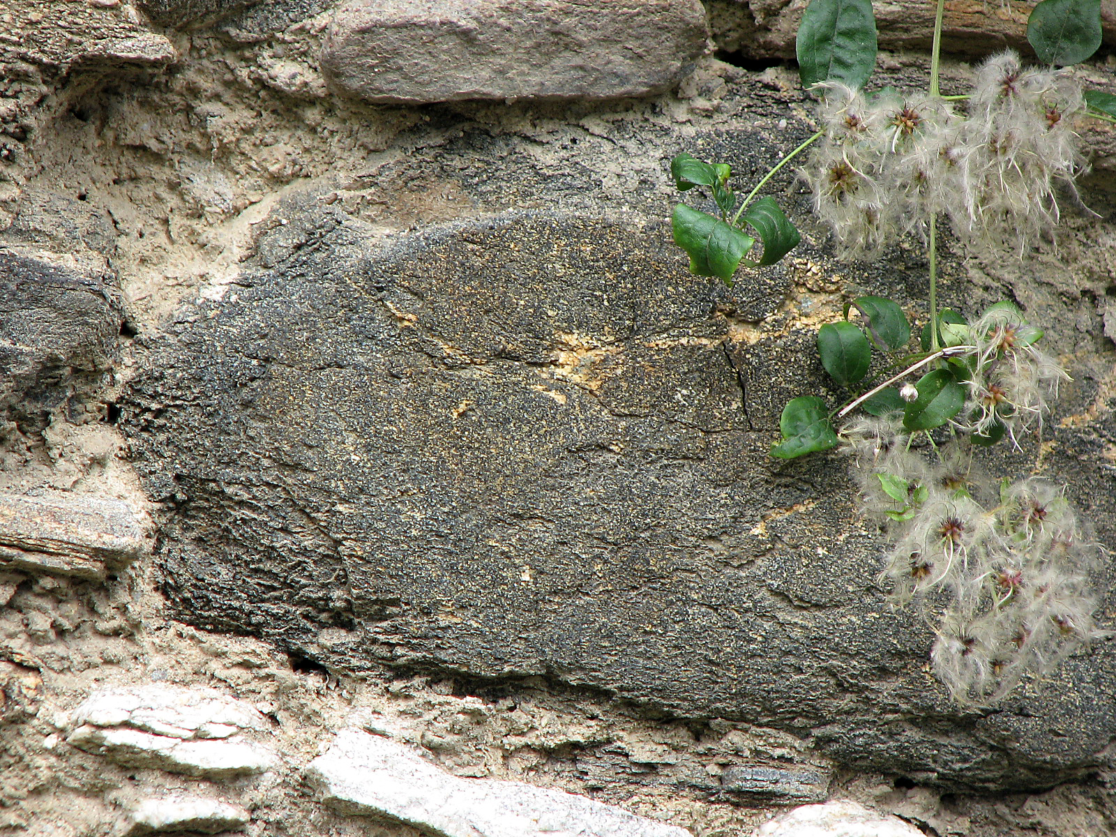 Gewöhnliche Waldrebe