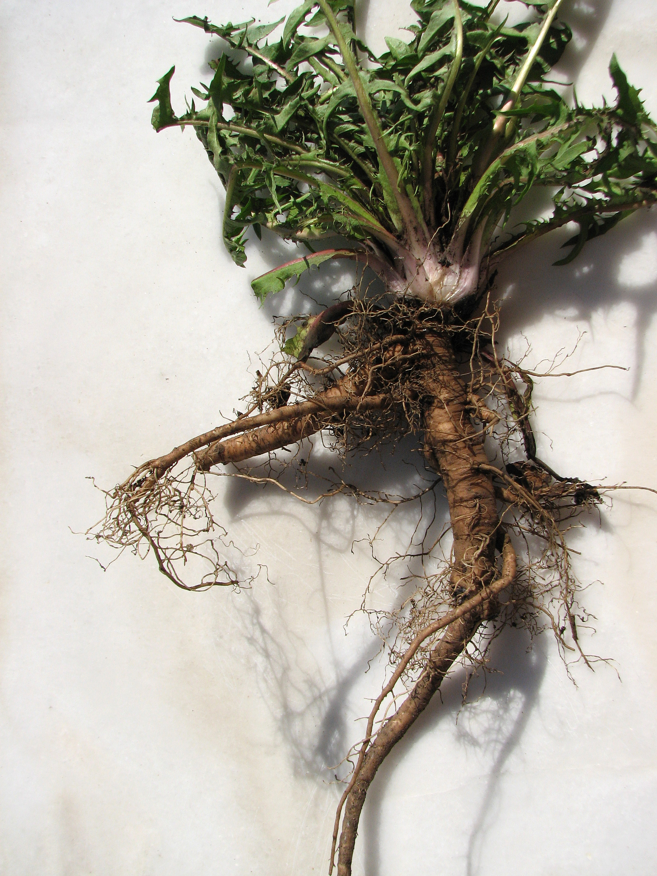 Gewöhnlicher Löwenzahn