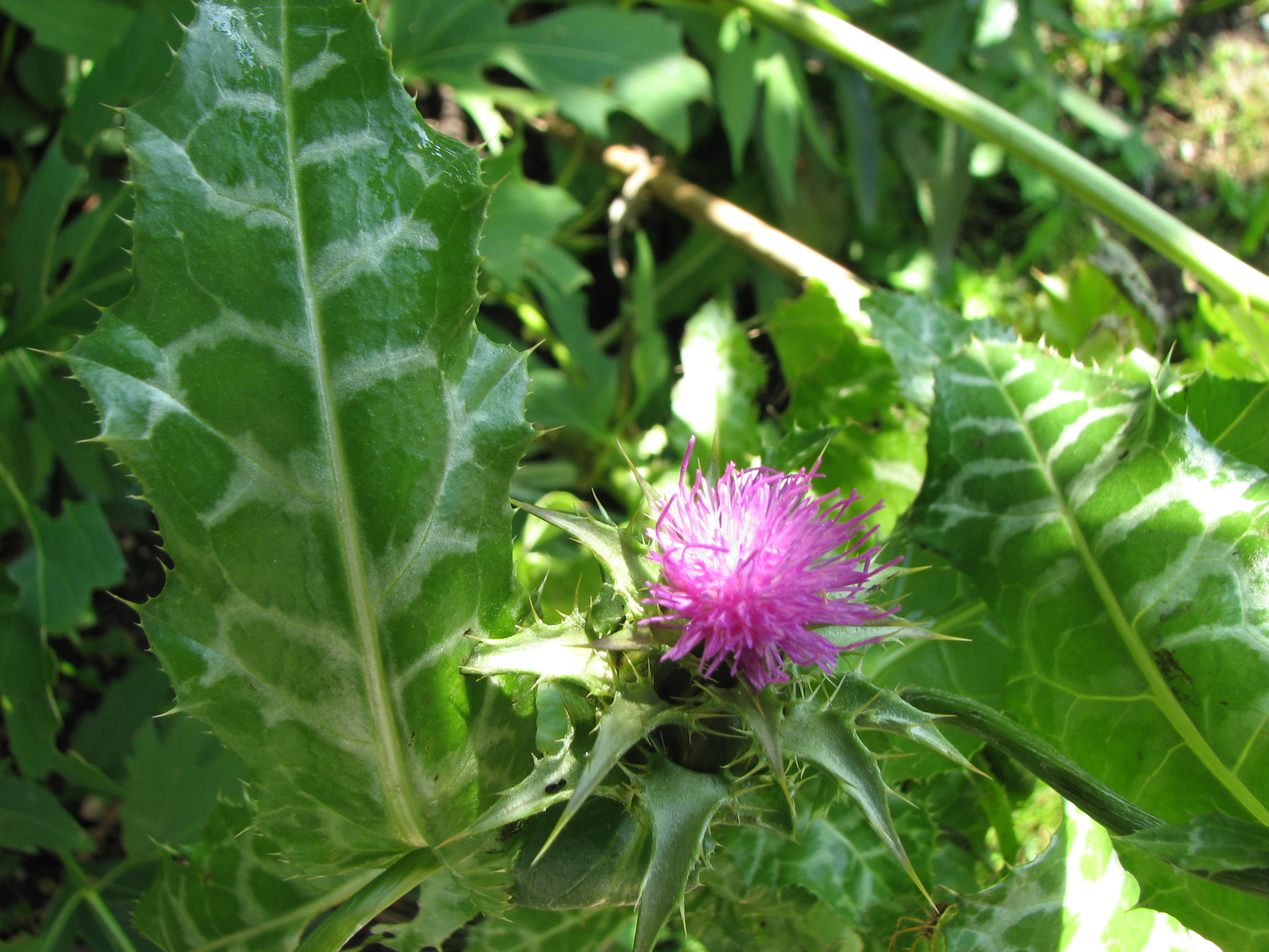 Mariendistel