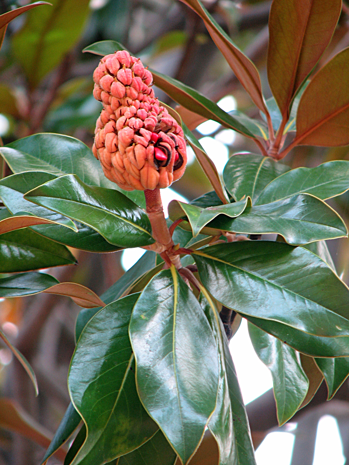 Immergrüne Magnolie