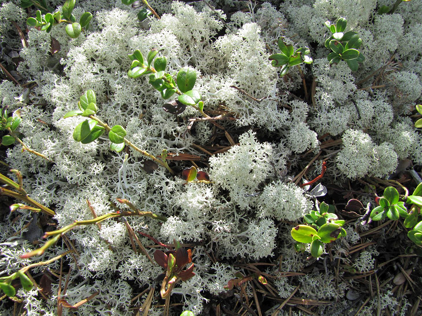 Echte Rentierflechte