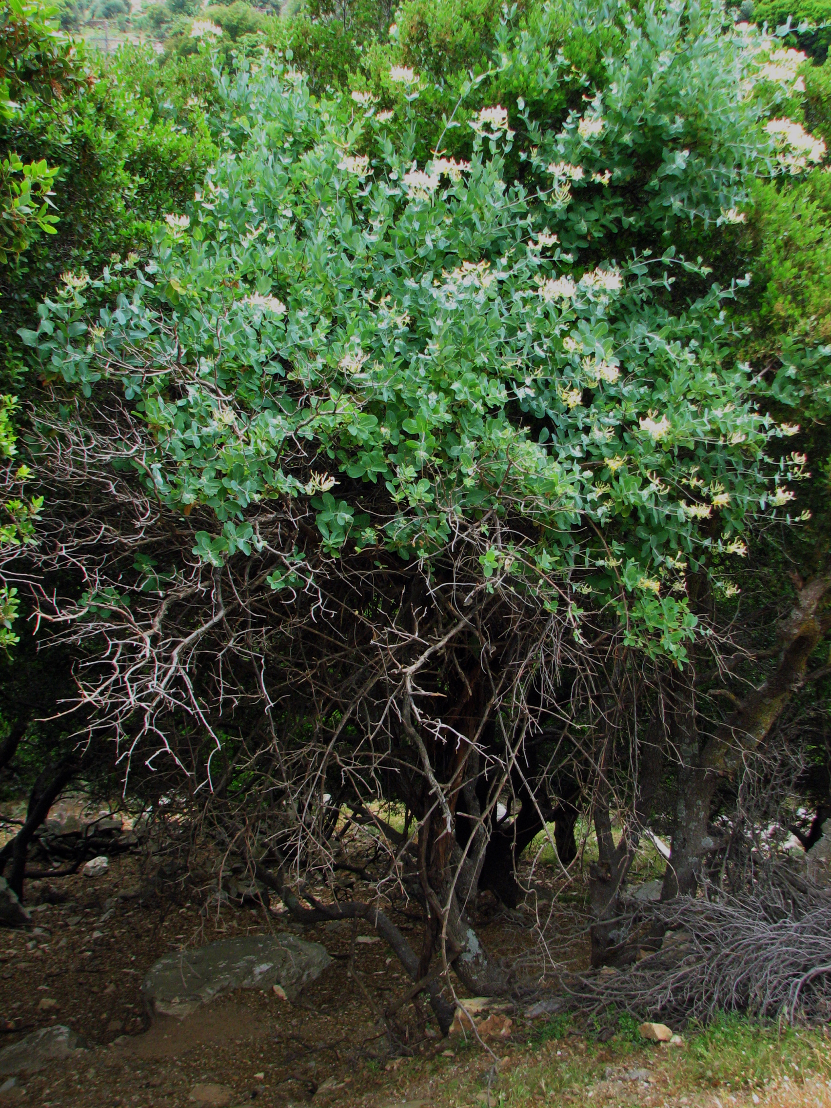 Etruskisches Geißblatt