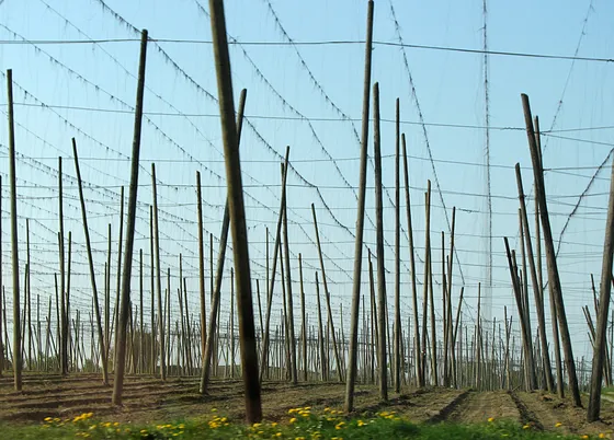 Hopfenanbau