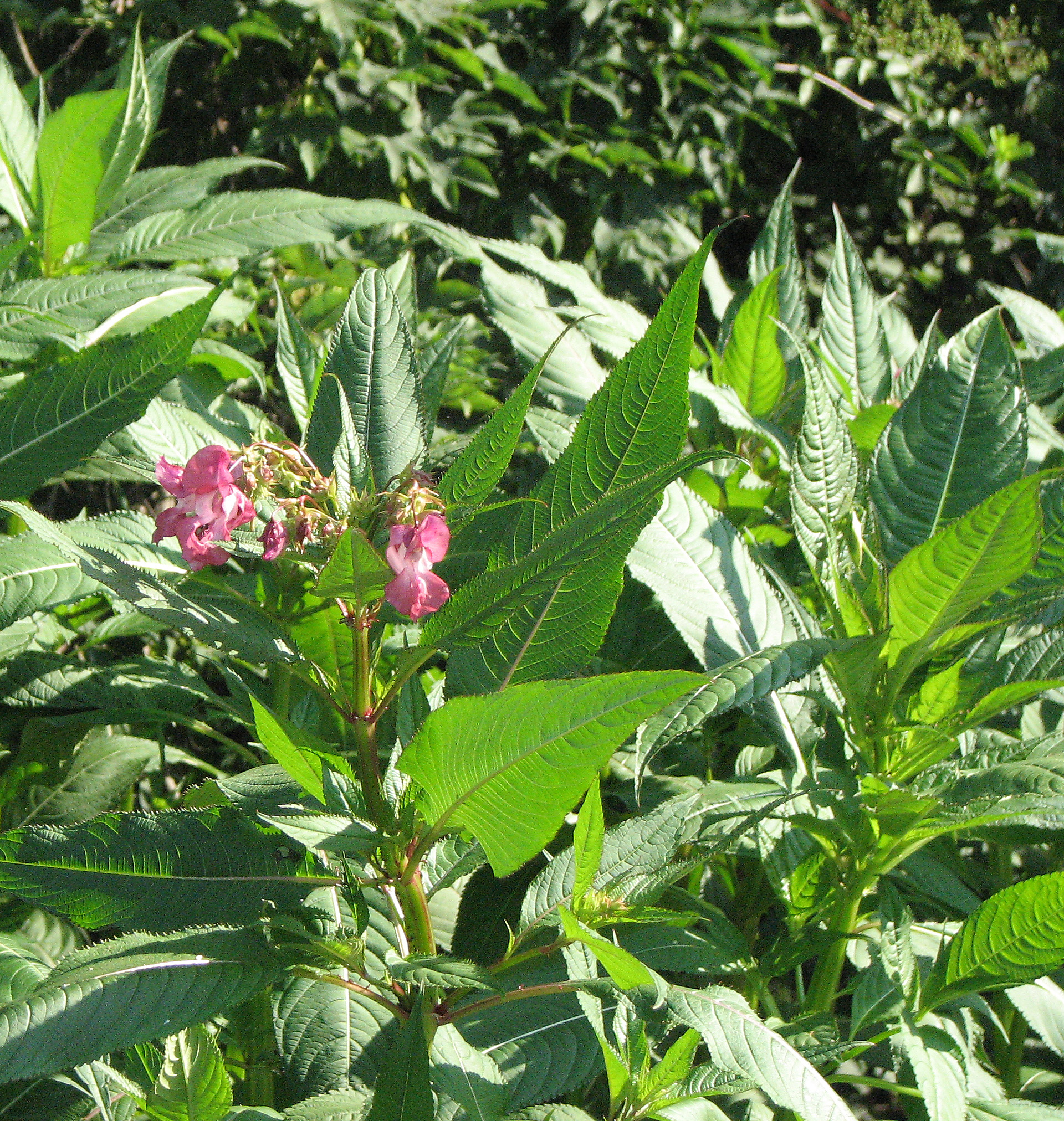 Drüsiges Springkraut