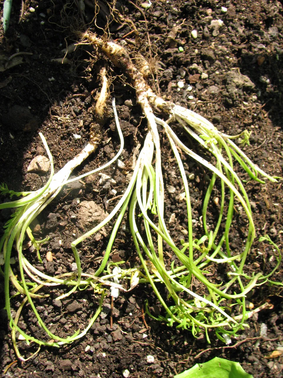 Maca