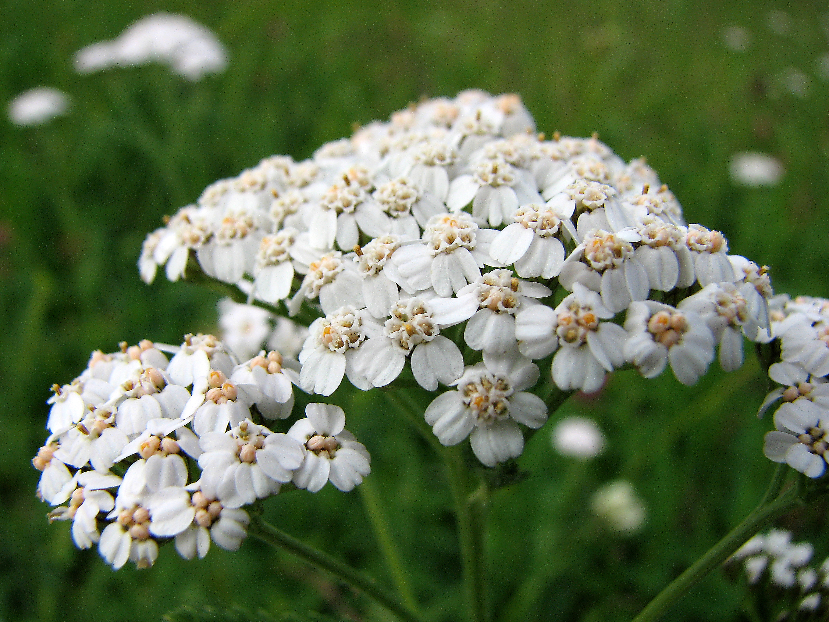 Gewöhnliche Schafgarbe