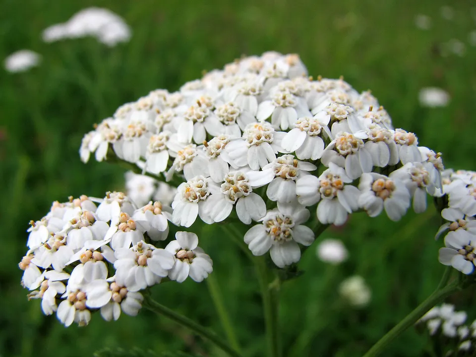 Gewöhnliche Schafgarbe