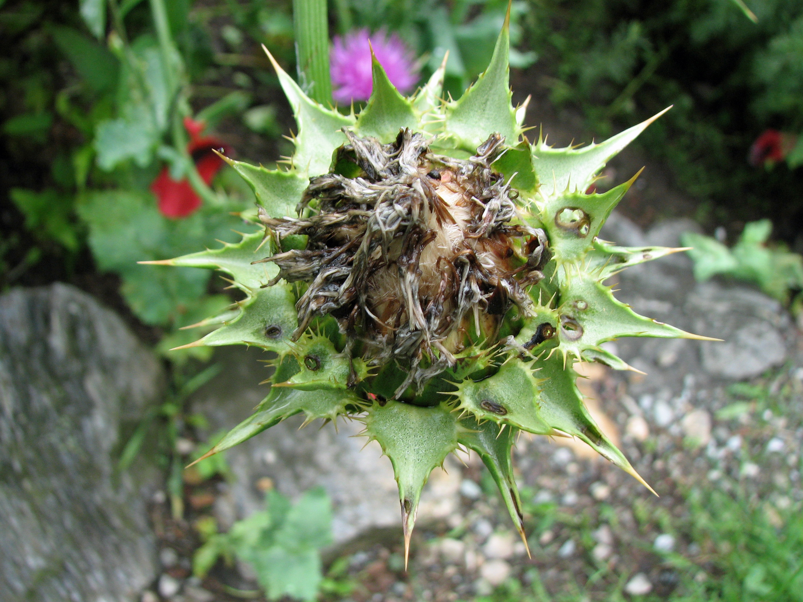 Mariendistel