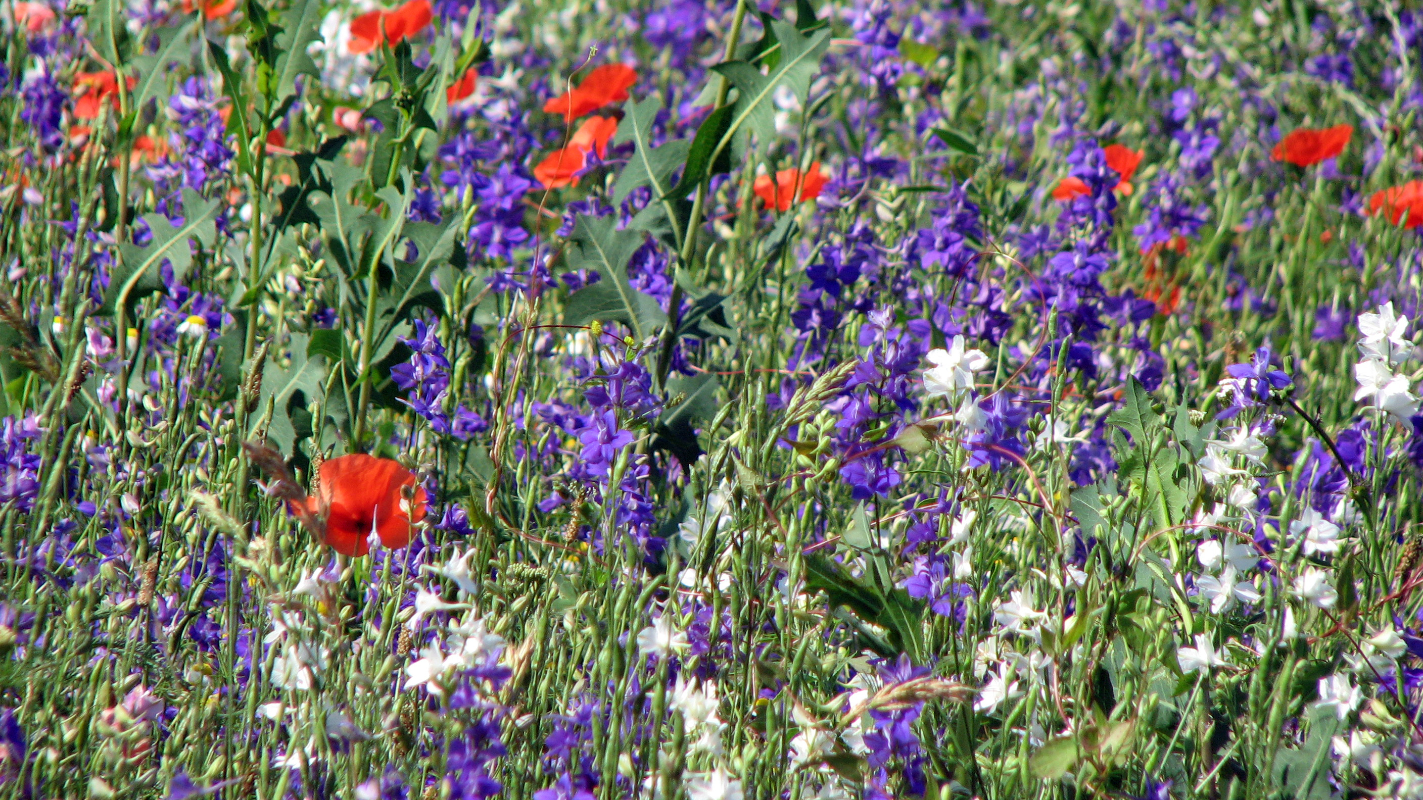 Gewöhnlicher Feldrittersporn