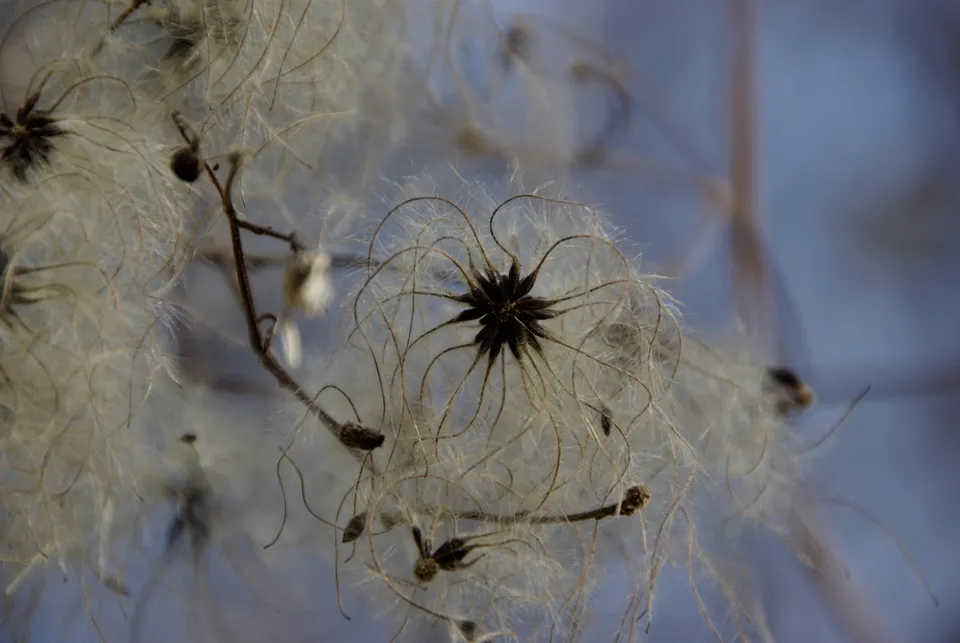 Gewöhnliche Waldrebe